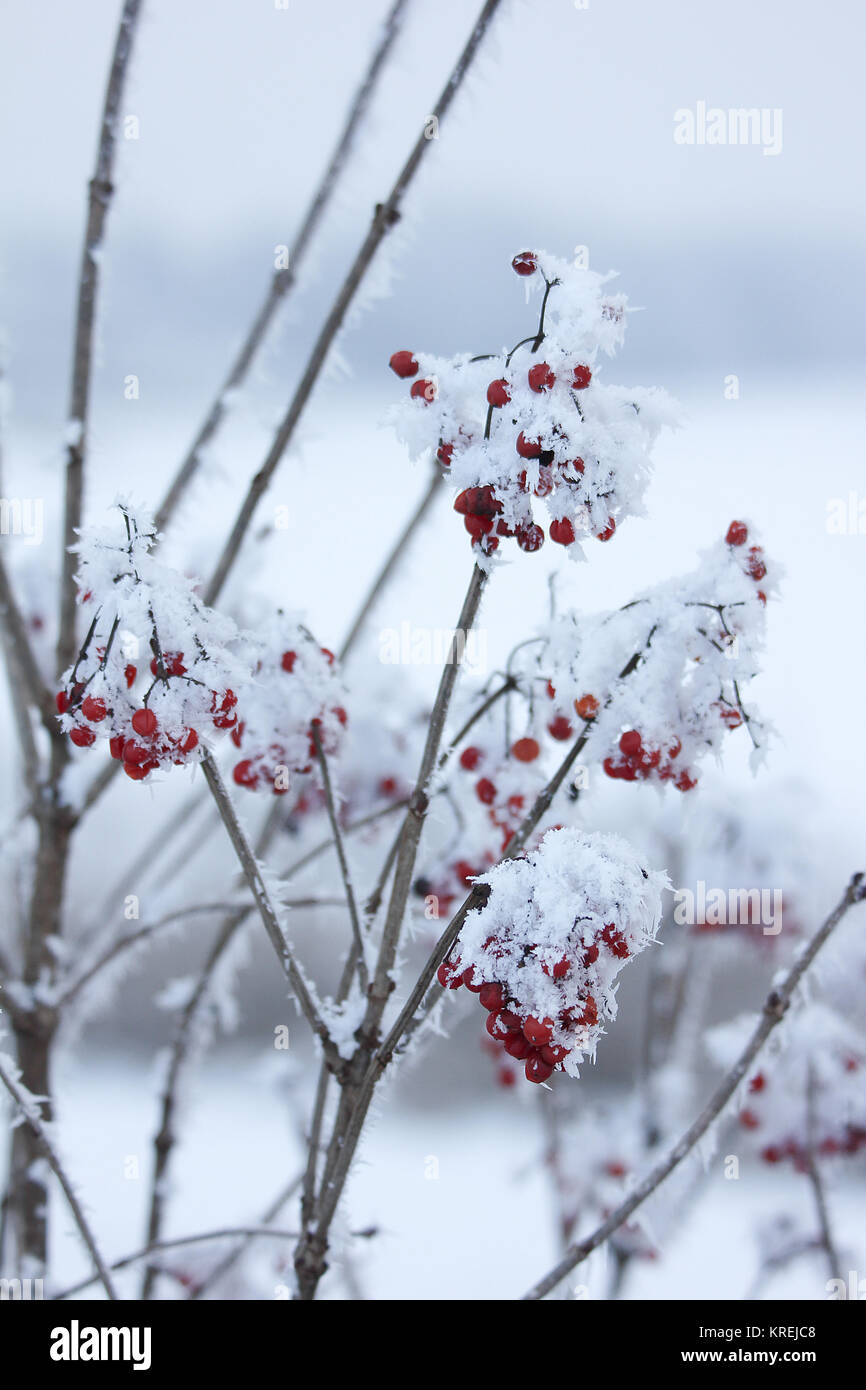 shrubs with snow in winter Stock Photo Alamy