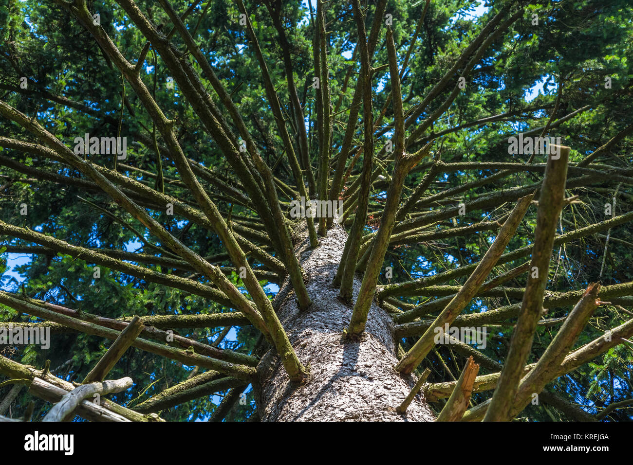Große Tanne mit vielen Ästen Stock Photo Alamy