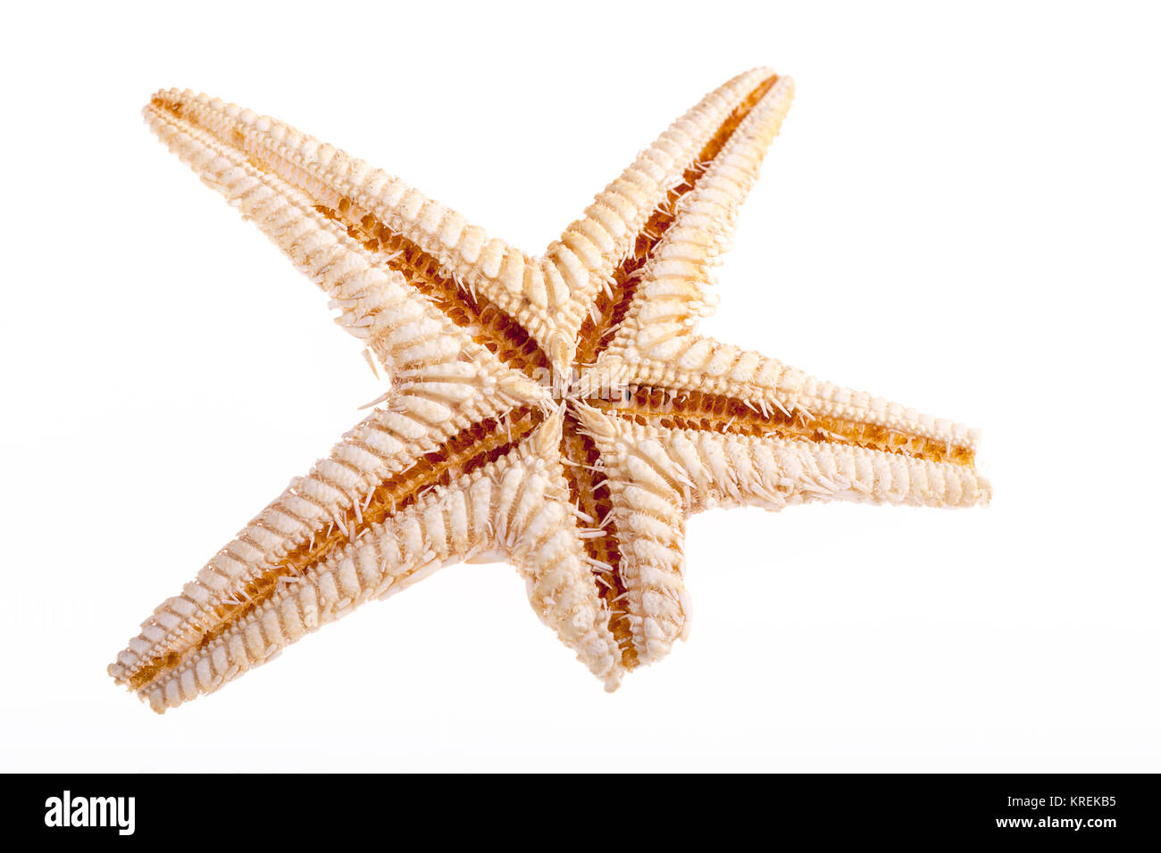Single sea star isolated on white background Stock Photo