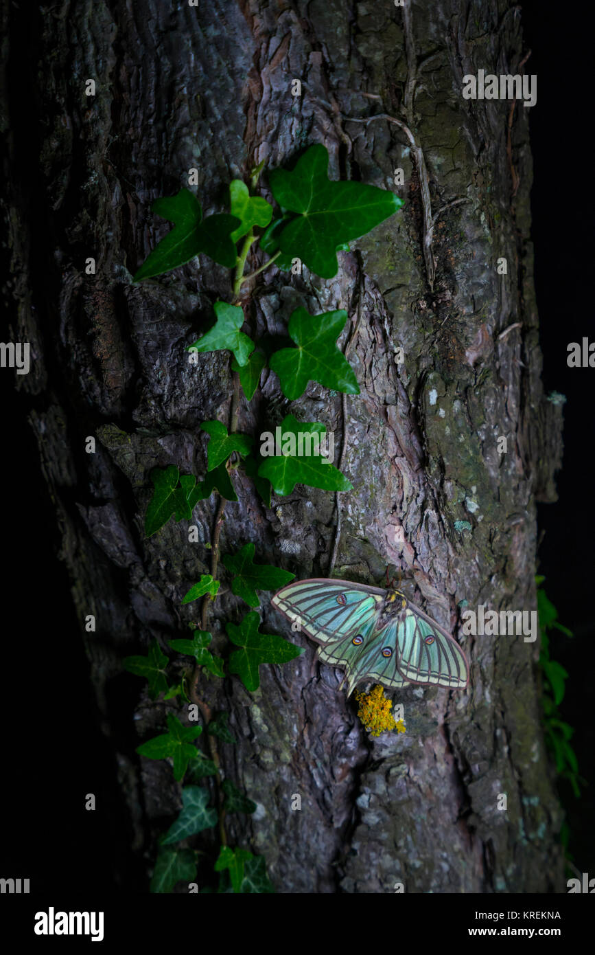 Moon moth hi-res stock photography and images - Page 17 - Alamy