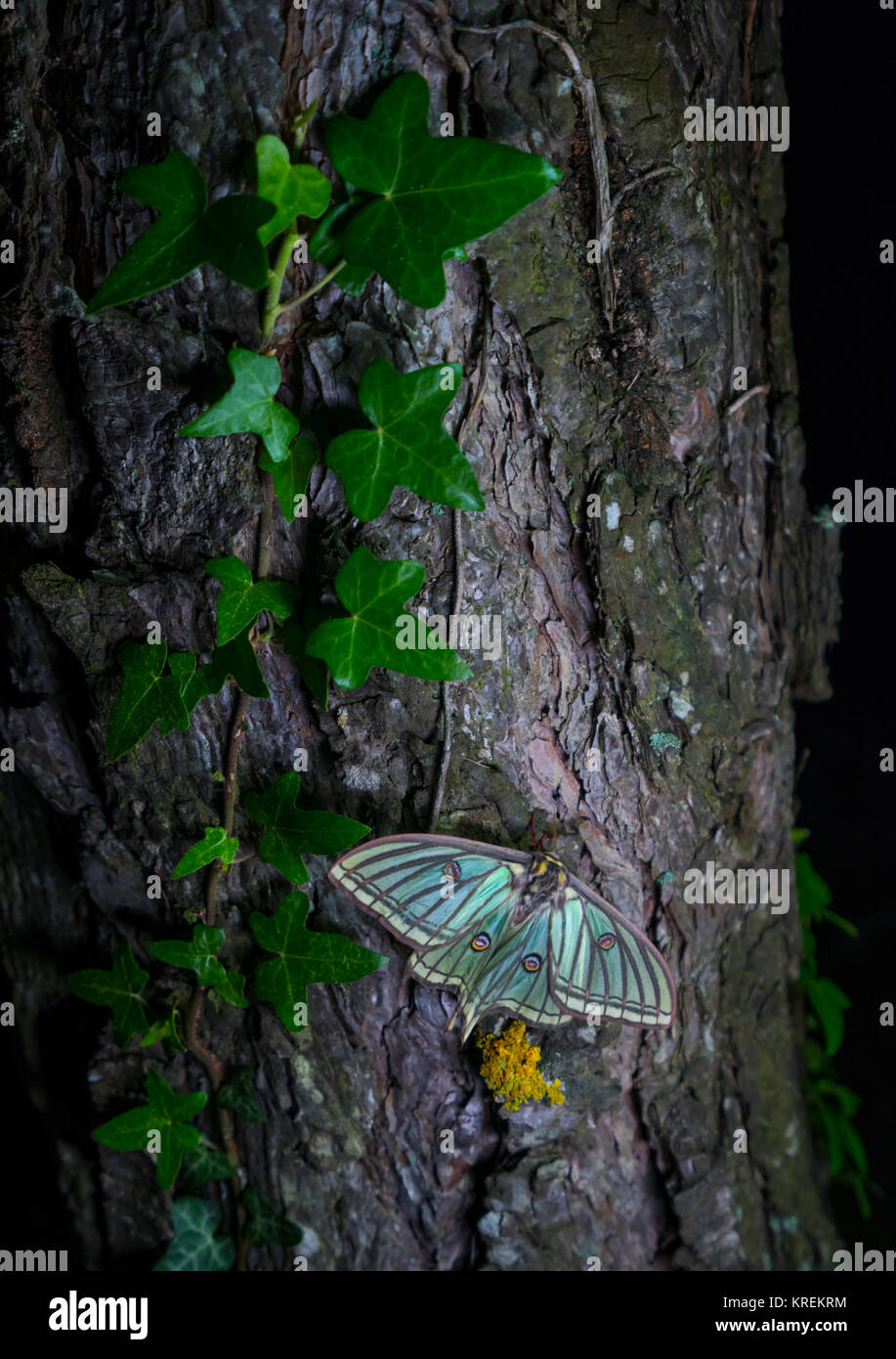 MARIPOSA ISABELINA - SPANISH MOON MOTH Spanish (Graellsia isabellae ...