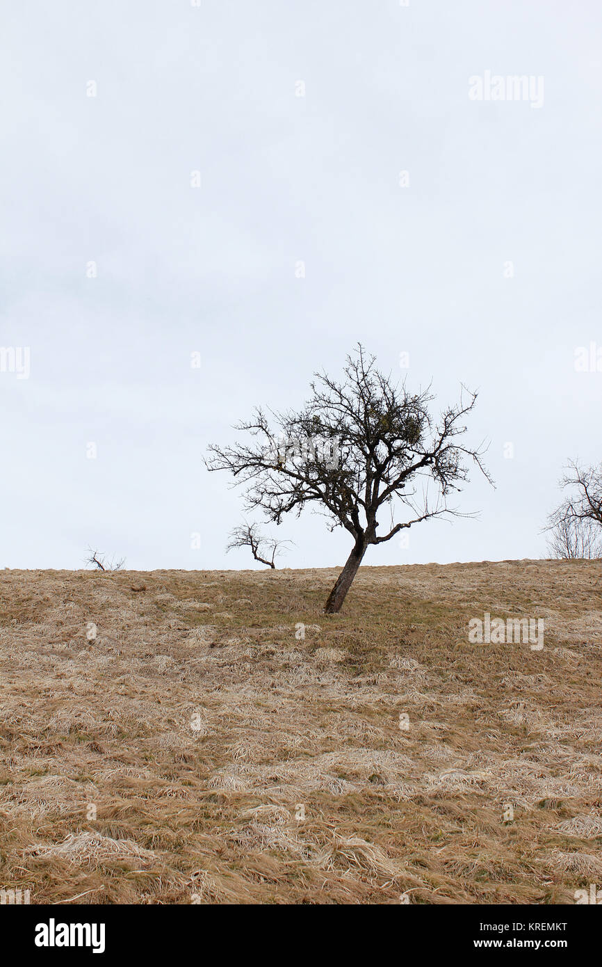 Unleafed Tree tree without leaves in brown landscape Stock Photo - Alamy