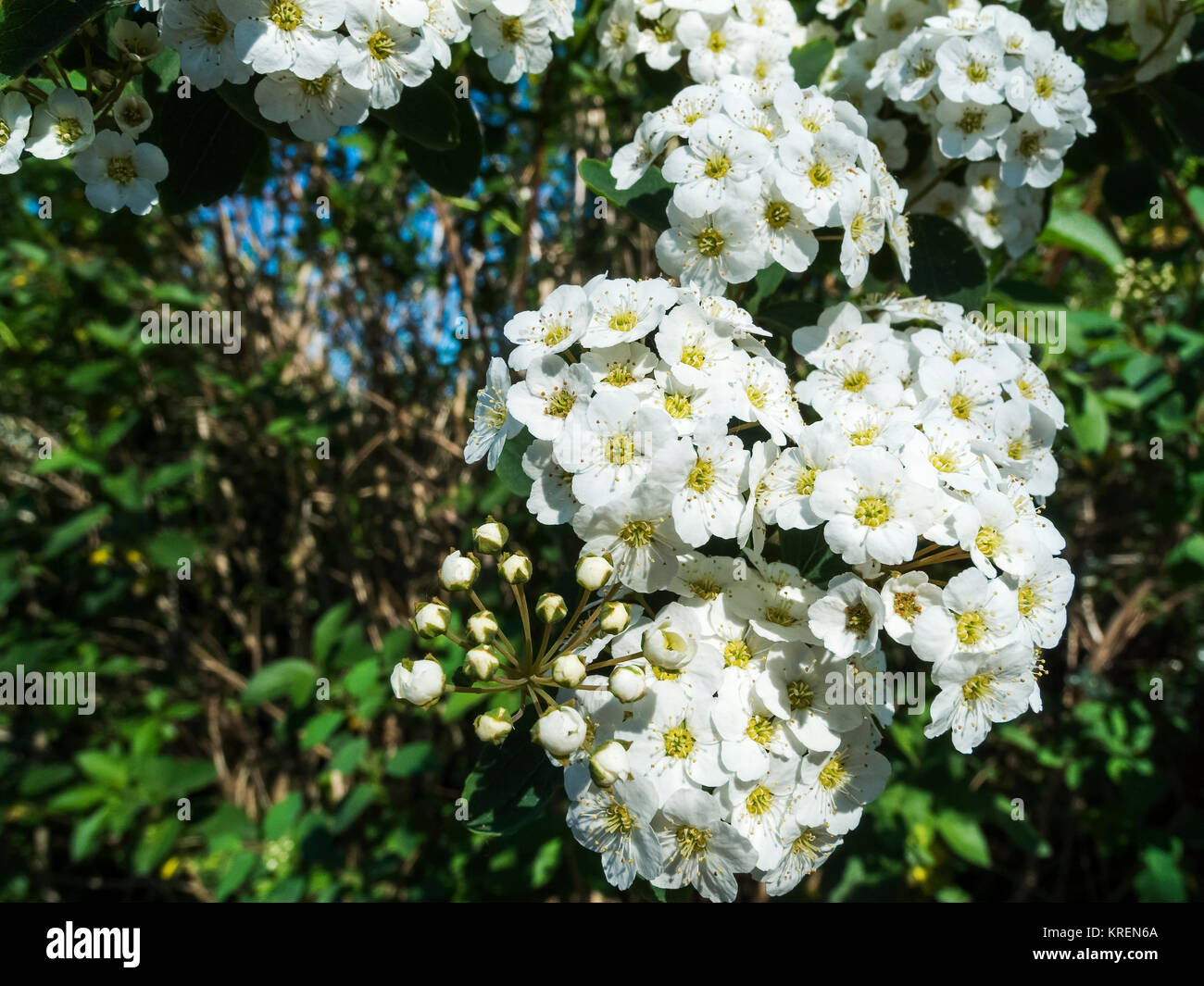 Nahaufnahme der Blüten-Rispe eines Pracht-Spierstrauchs (lat. Spiraea x vanhouttei) vor grünem Hintergrund Stock Photo