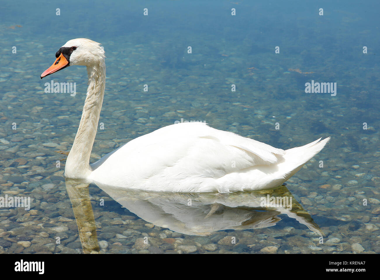 swan is swimming in the pond Stock Photo - Alamy