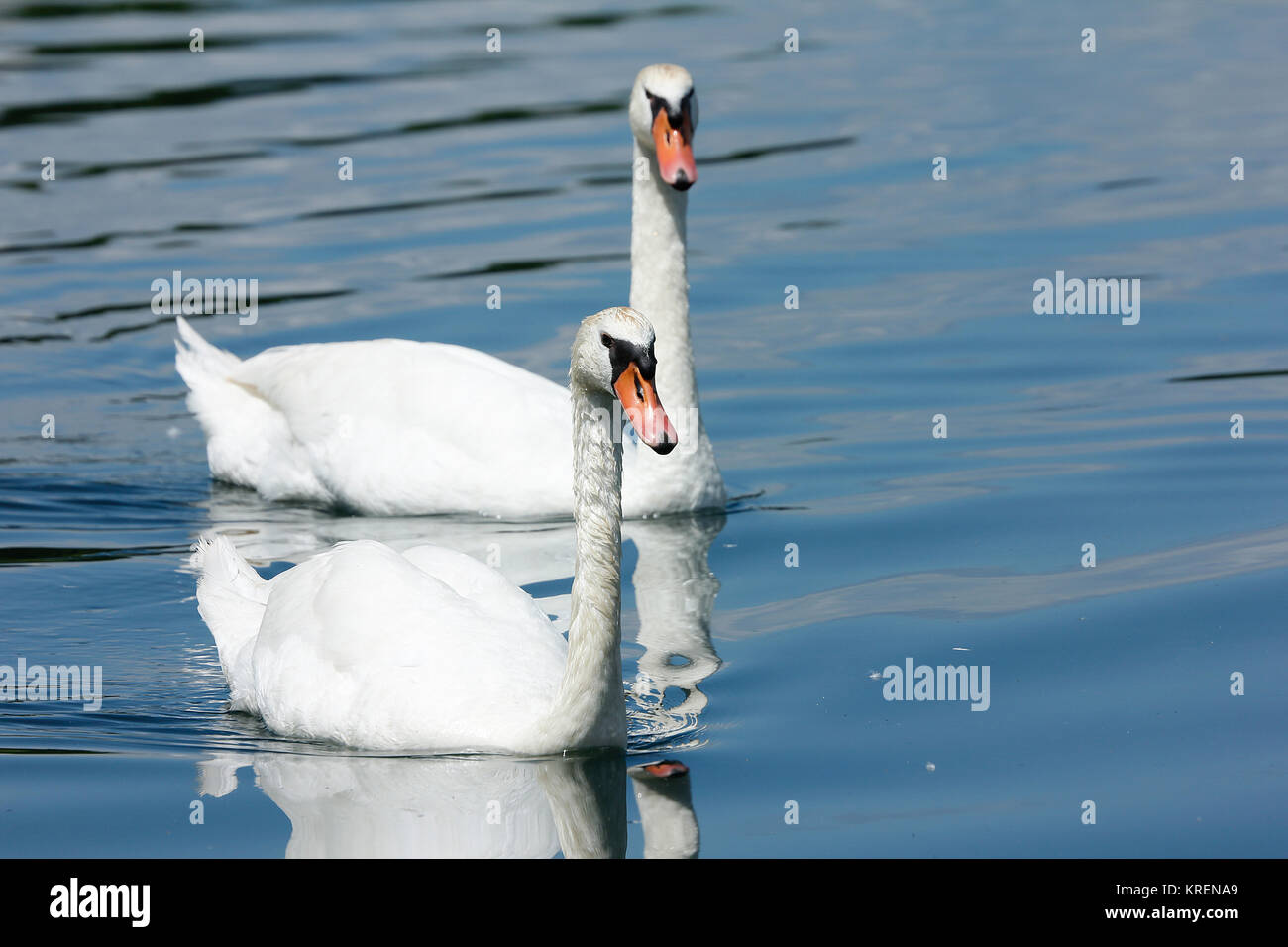 swans are swimming in the pond Stock Photo - Alamy
