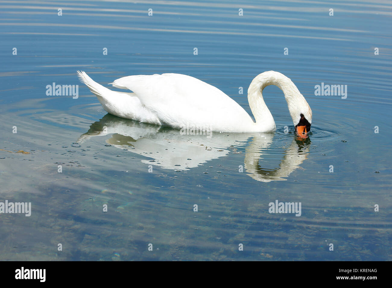 swan is swimming in the pond Stock Photo - Alamy