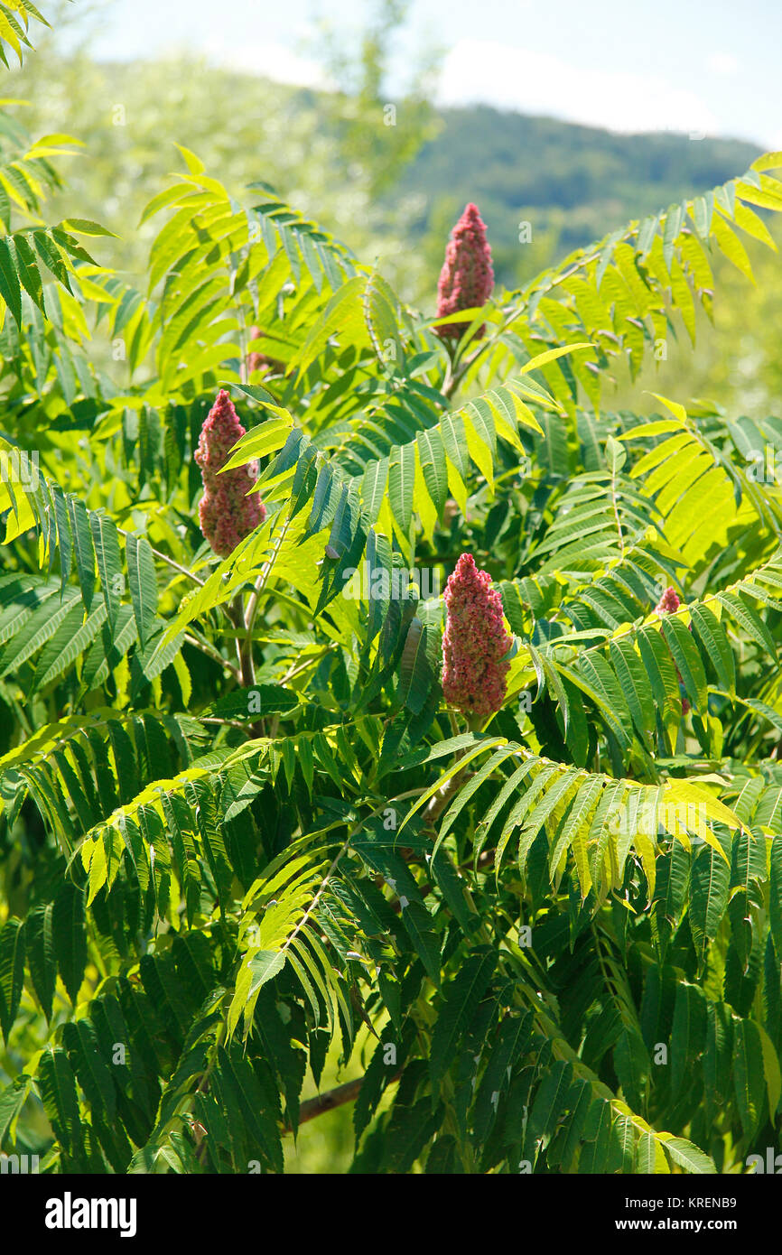 vinegar tree in the summer Stock Photo Alamy