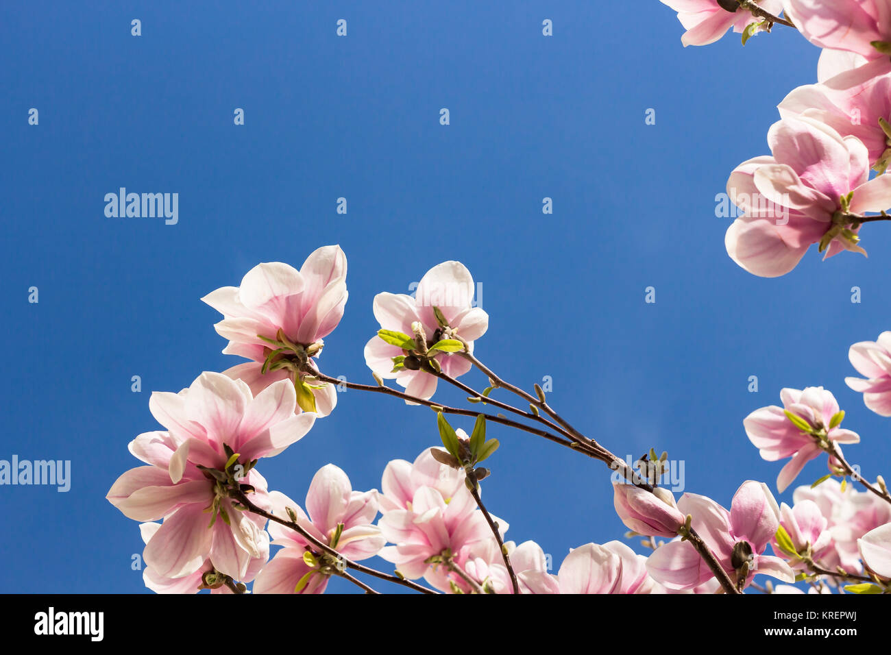 Magnolia Grandiflora faces the spring blue sky Stock Photo