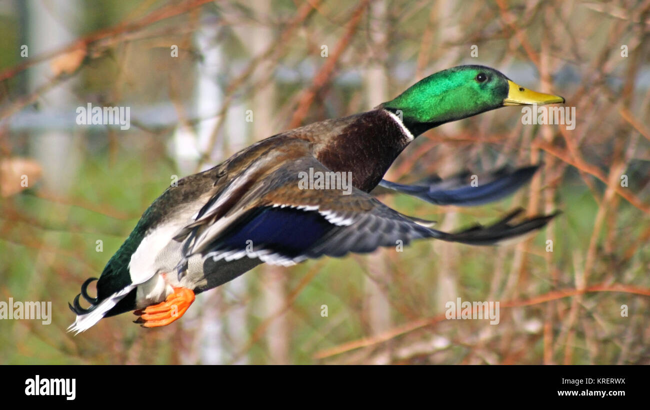 Mallard duck male with its distinctive markings flying free Stock Photo