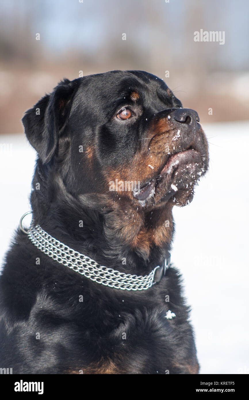 choke chain for rottweiler