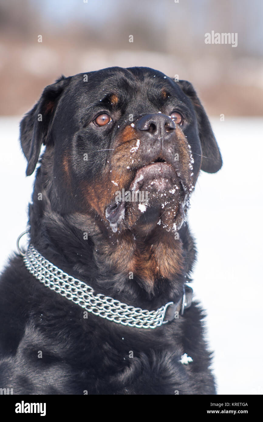Rottweiler clearance neck chain