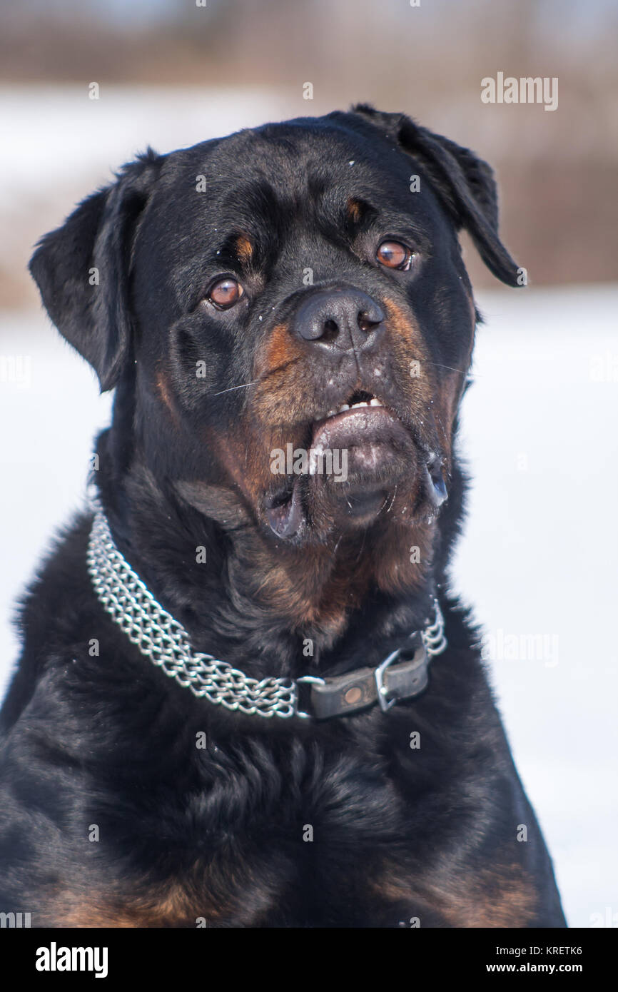 Rottweiler dog (canis lupus familiaris) in the snow Stock Photo