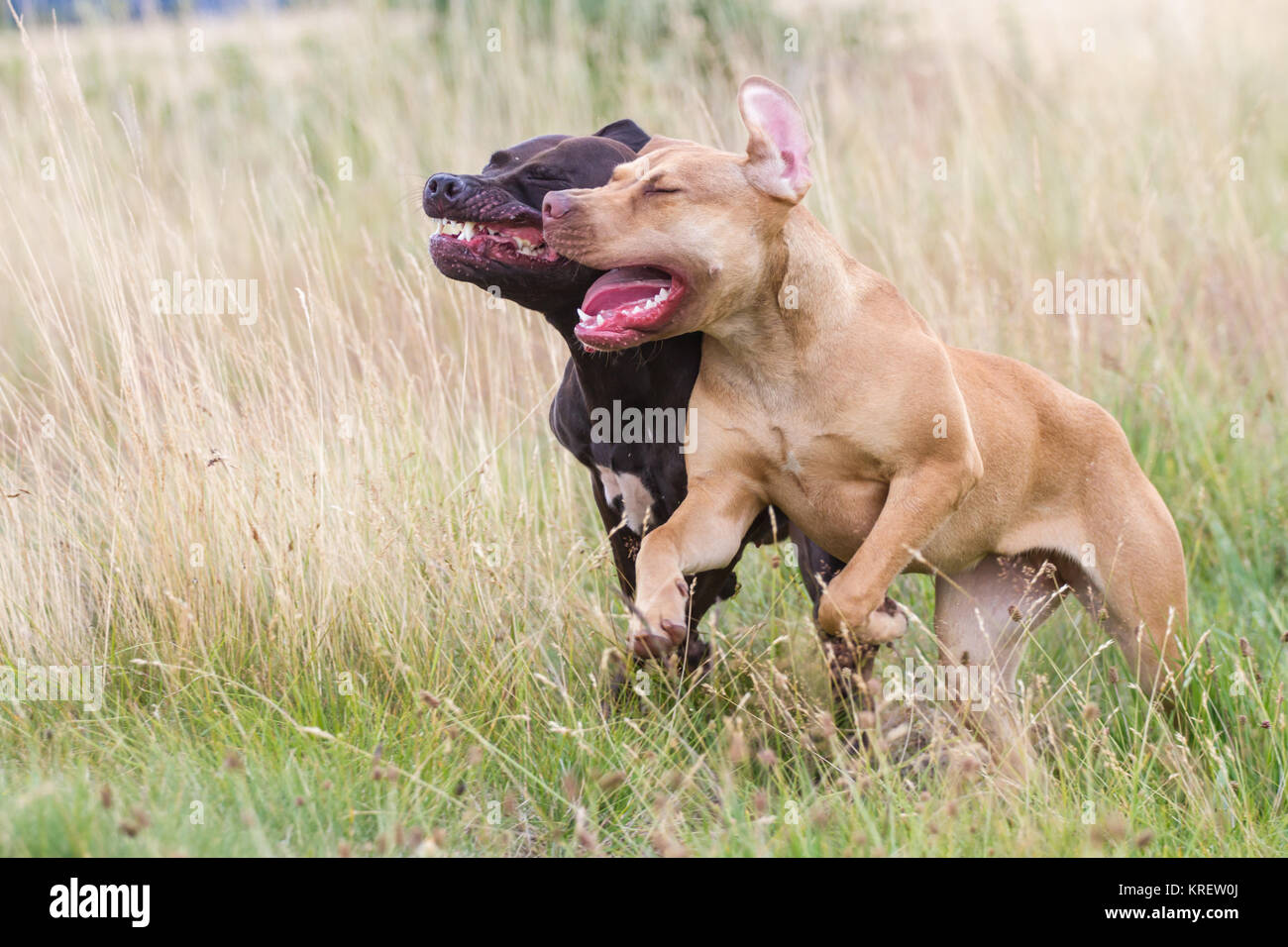 Working pitbull best sale
