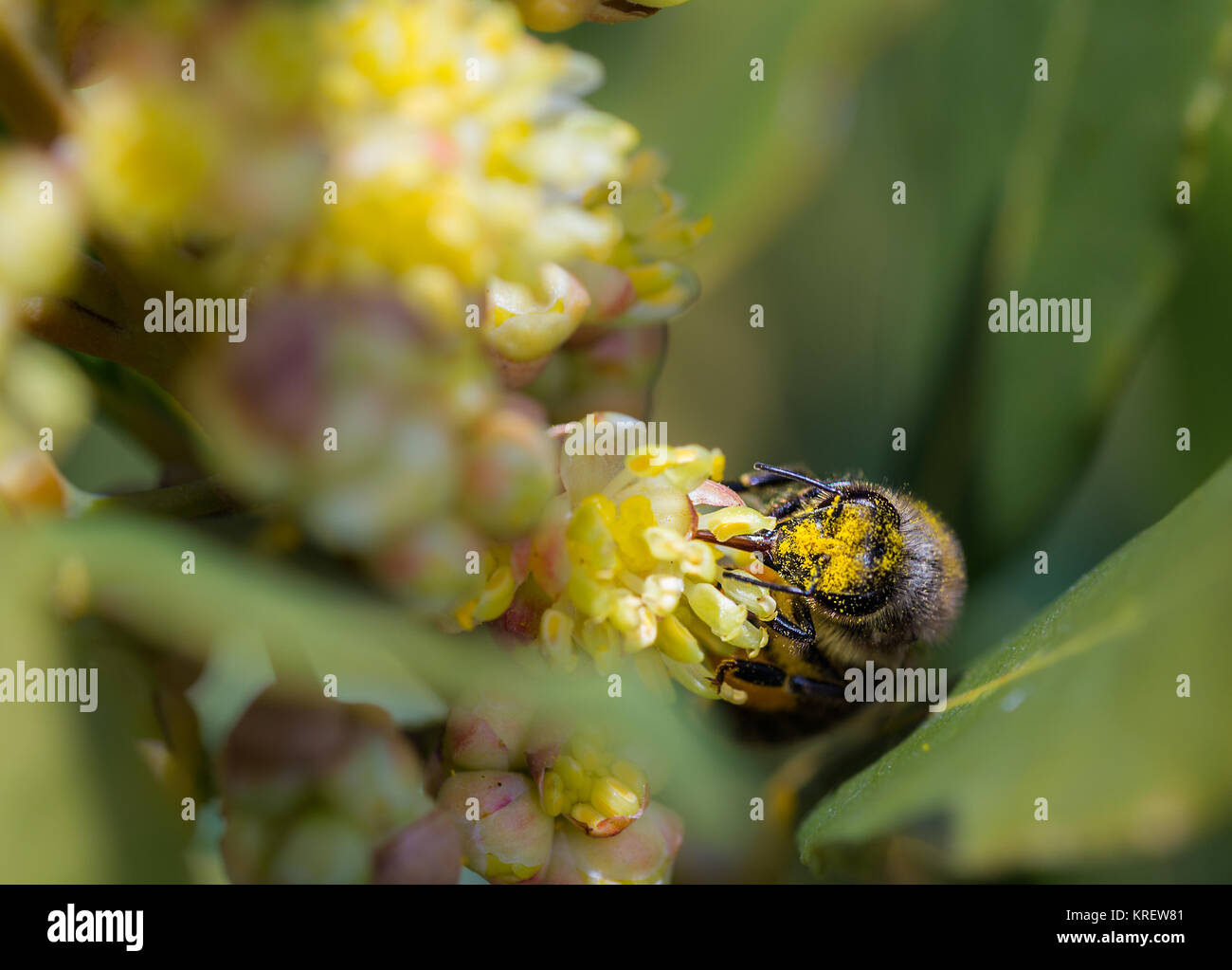Bee looking for nectar Stock Photo Alamy