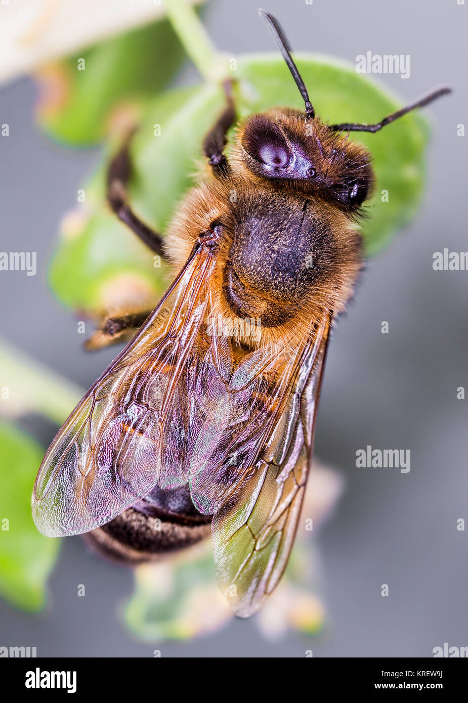 Bee photographed in their natural environment. Stock Photo