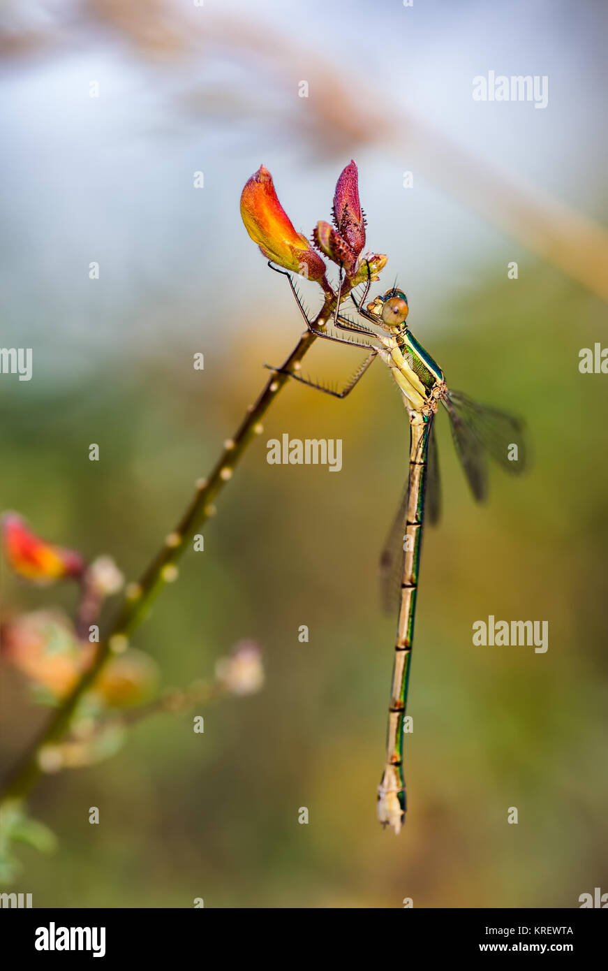 Damselfly photographed in their natural environment. Stock Photo
