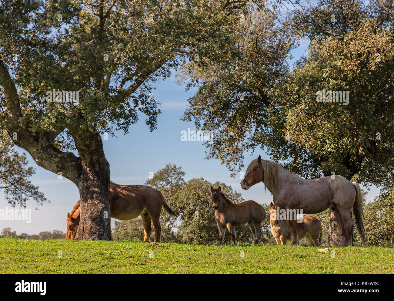 Group of horses grazing in a pasture. Stock Photo