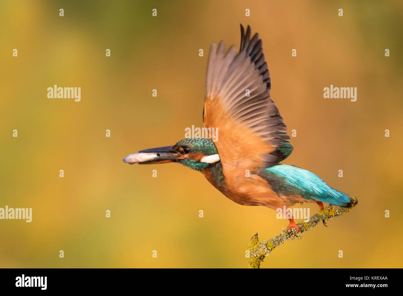 from the ansitzast departing kingfisher with fish in its beak Stock Photo