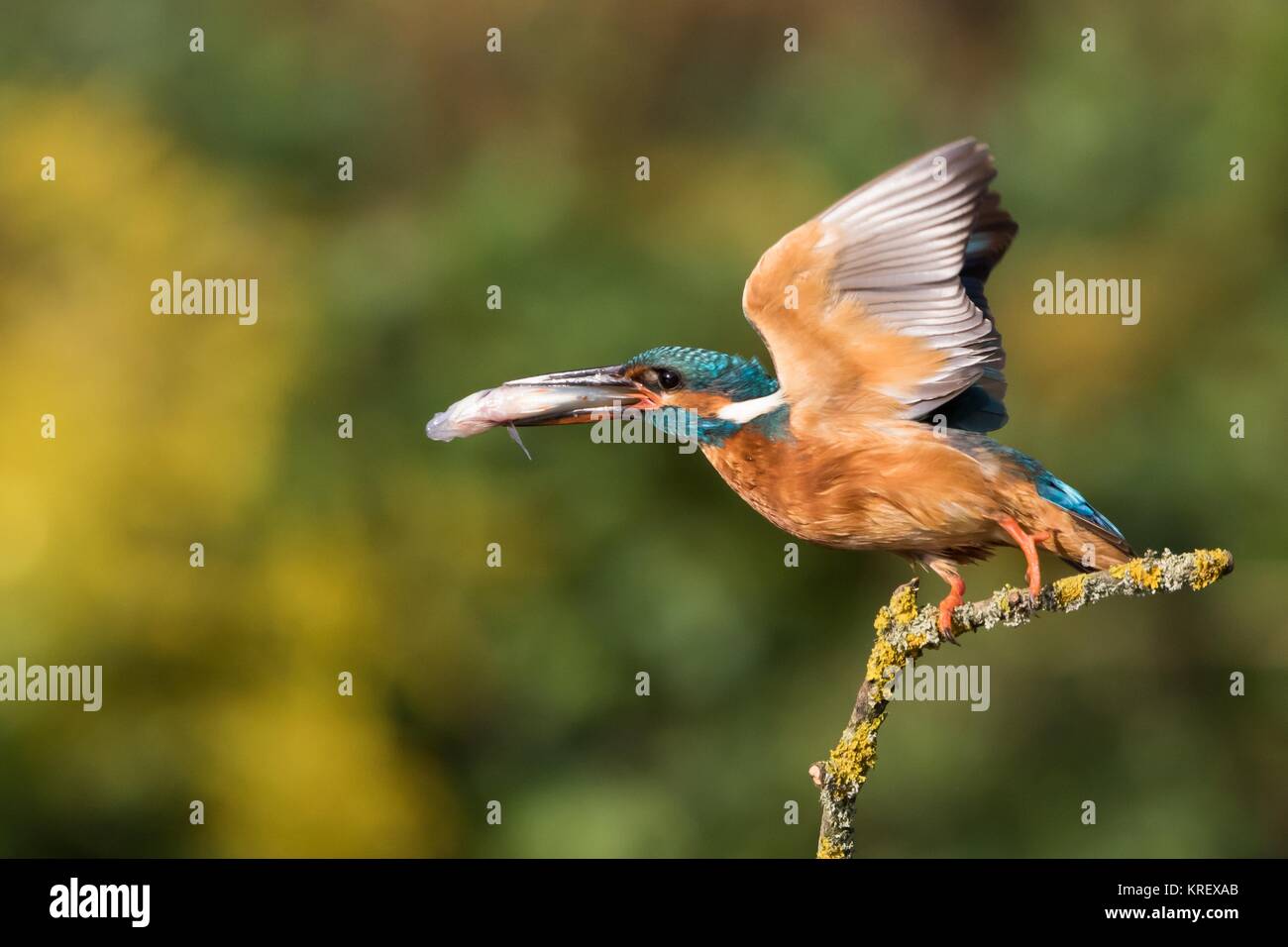 from the ansitzast departing kingfisher with fish in its beak Stock Photo