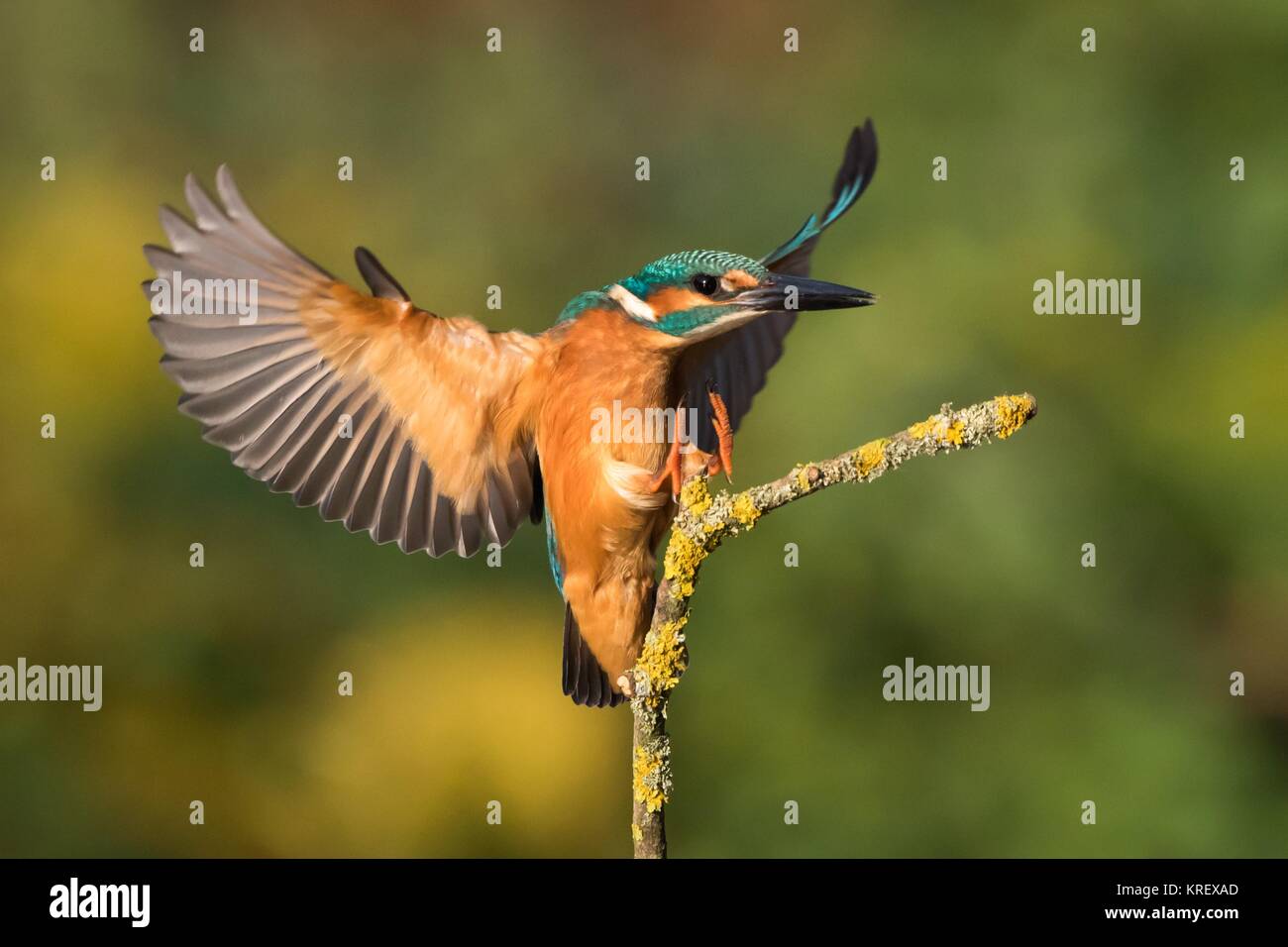 kingfisher approaching ansitzast Stock Photo