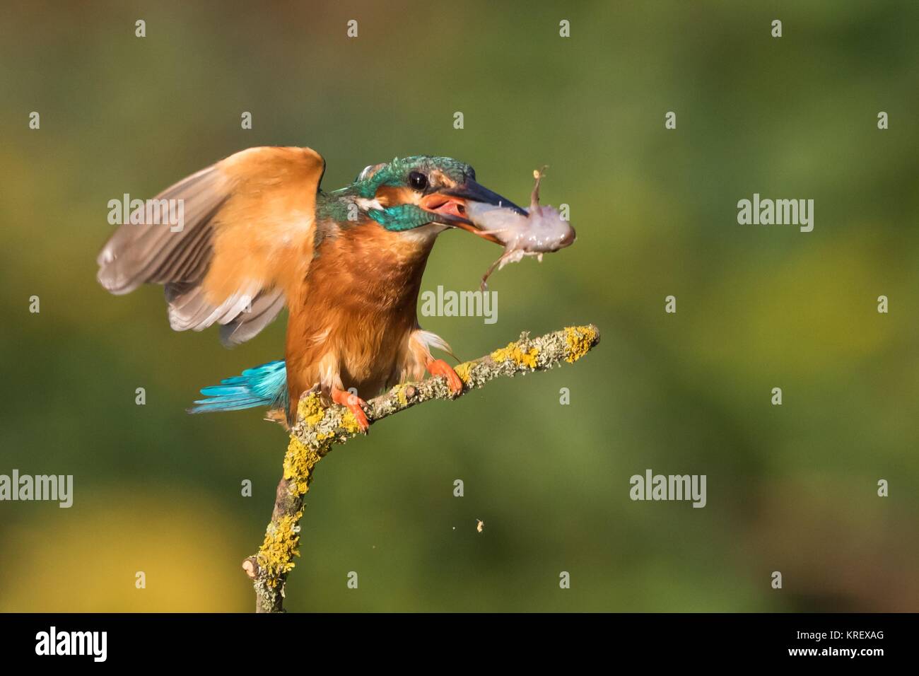 kingfisher with fish approaching ansitzast Stock Photo
