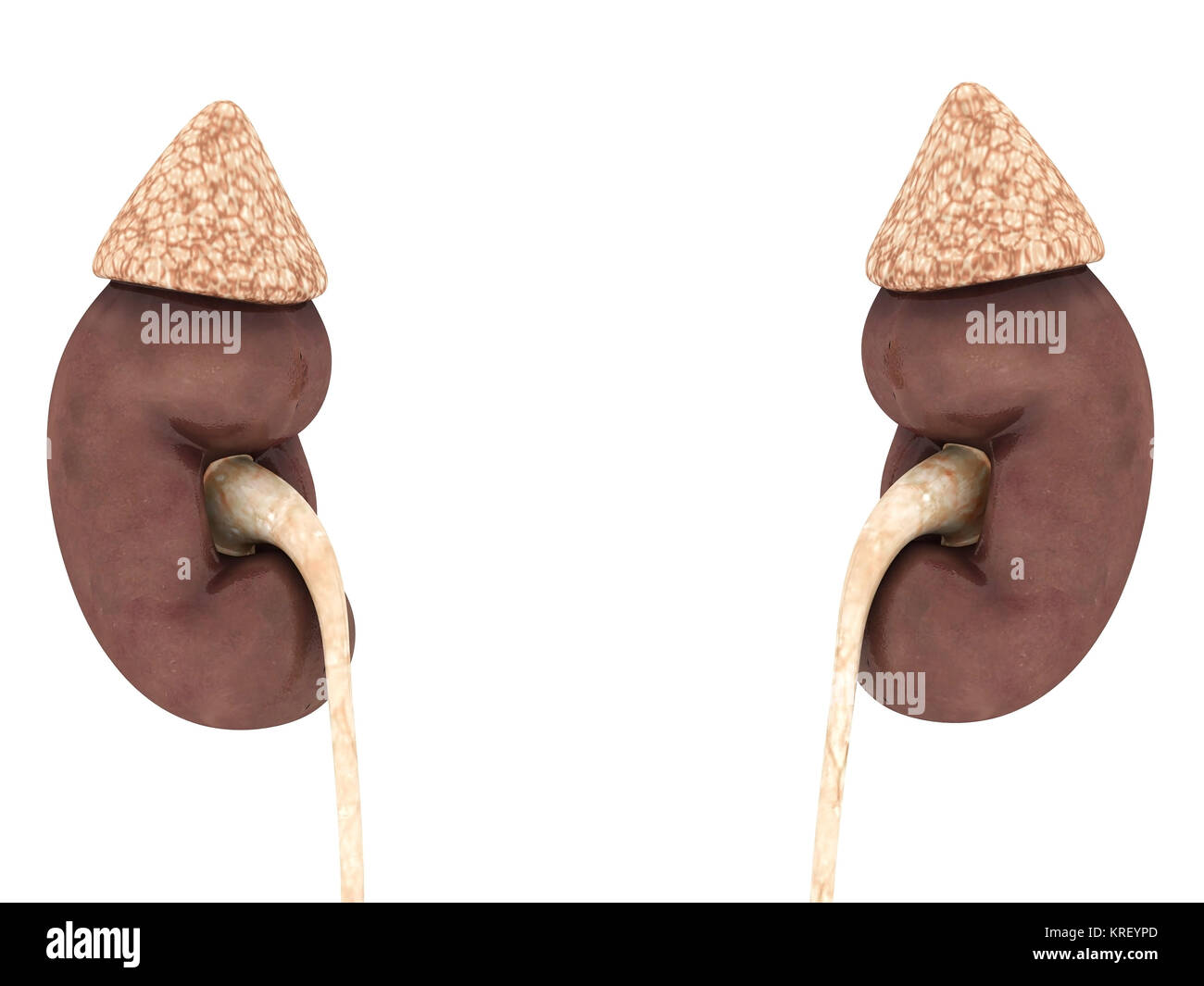 kidney model isolated on white background Stock Photo - Alamy