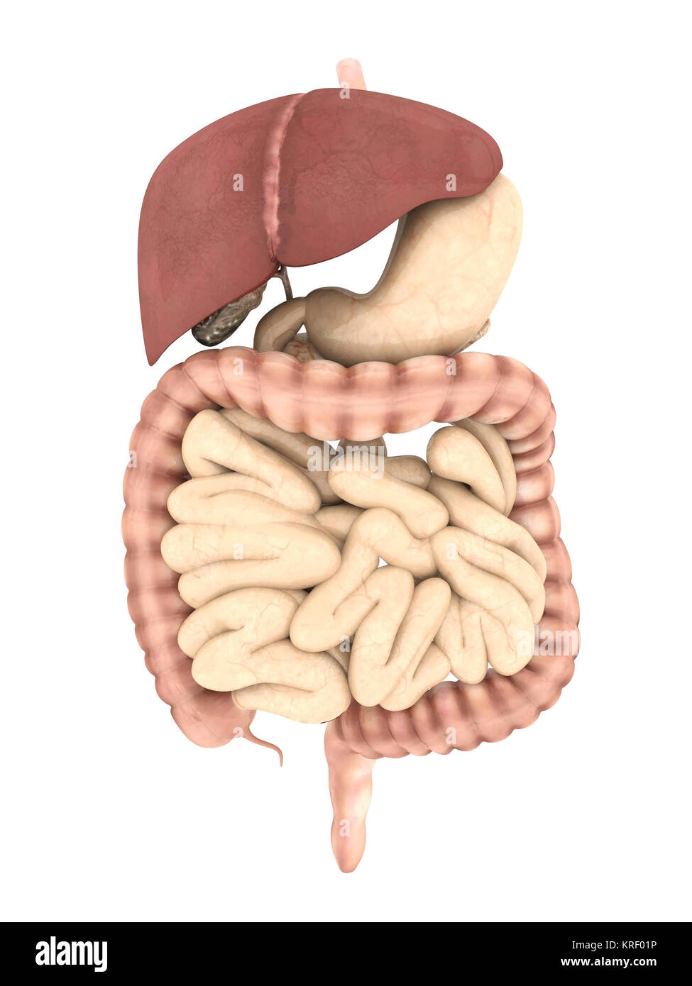 model of the digestive system isolated on white background Stock Photo ...