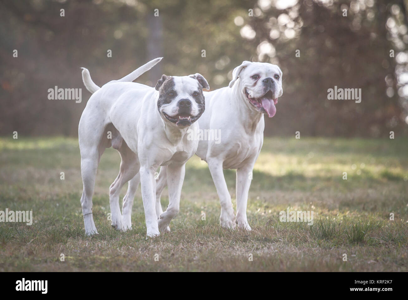 can a boxer and a bulldog be friends