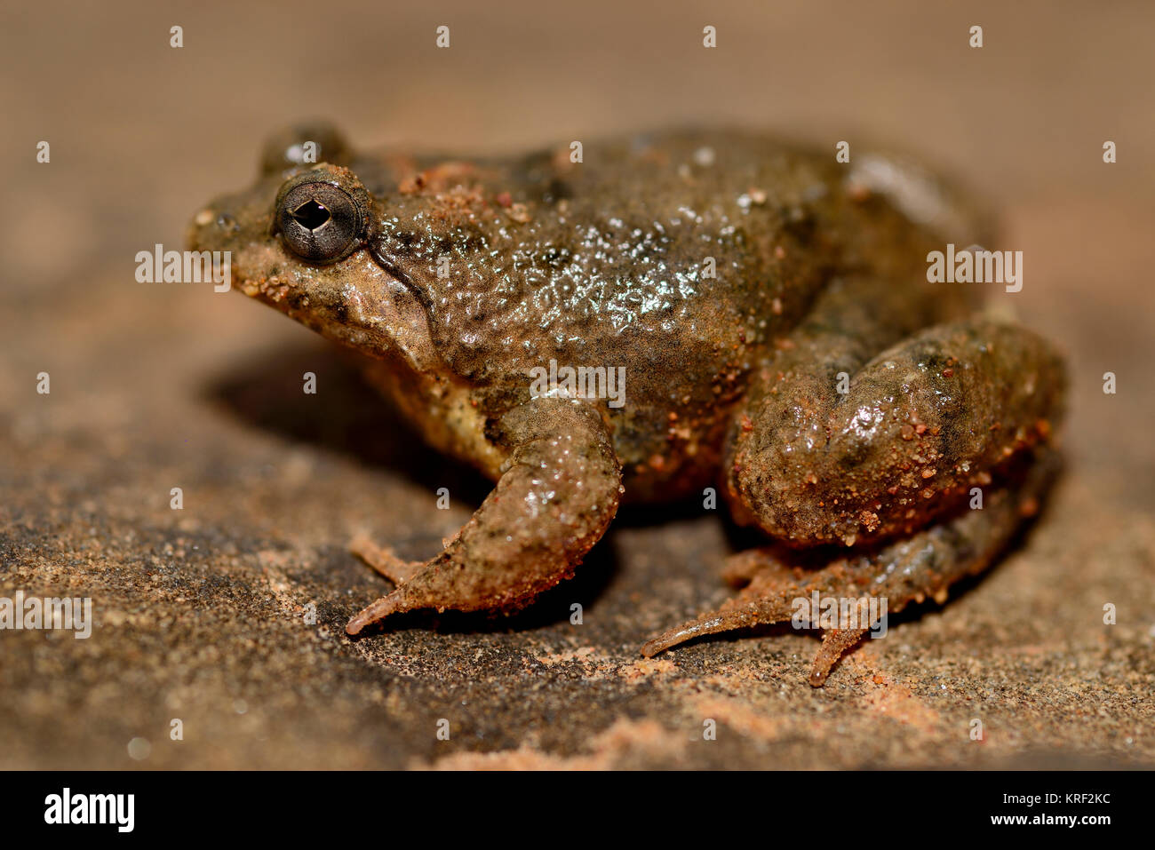 Floating frog (Occidozyga martensii) in the edge of a pond in Angkor Thom, Siem Reap, Cambodia Stock Photo