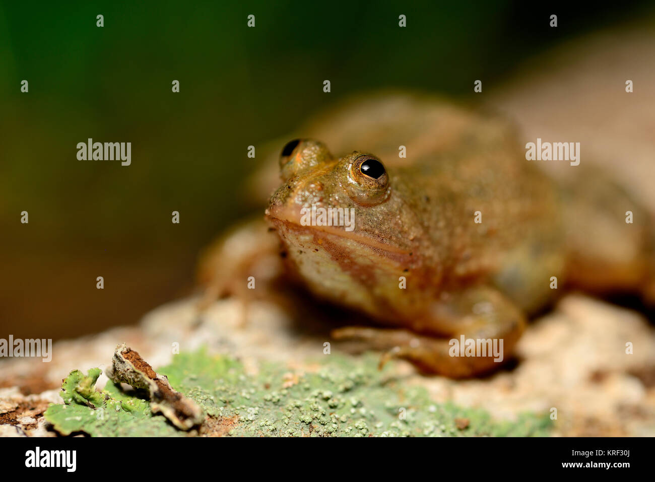 Floating frog (Occidozyga lima) in the edge of a pond in Angkor Thom, Angkor area, Siem Reap, Cambodia Stock Photo