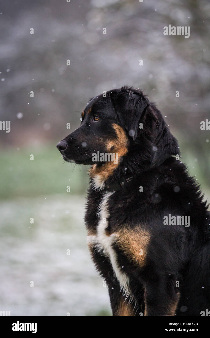 Black bernese hotsell mountain dog