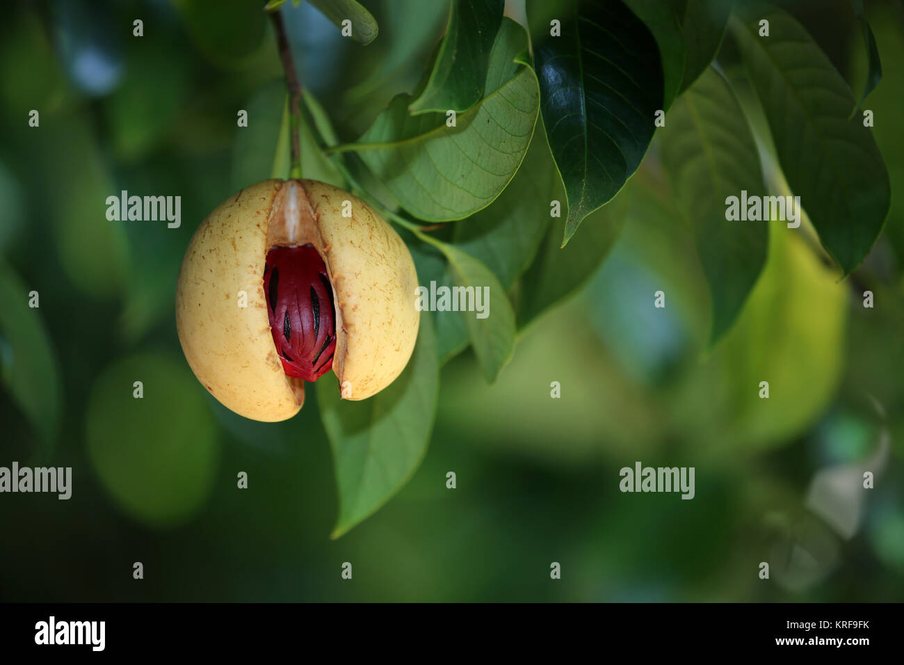 Nutmeg tree hires stock photography and images Alamy