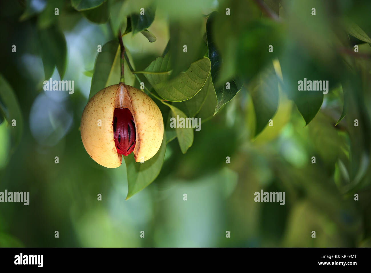 Nutmeg tree hires stock photography and images Alamy
