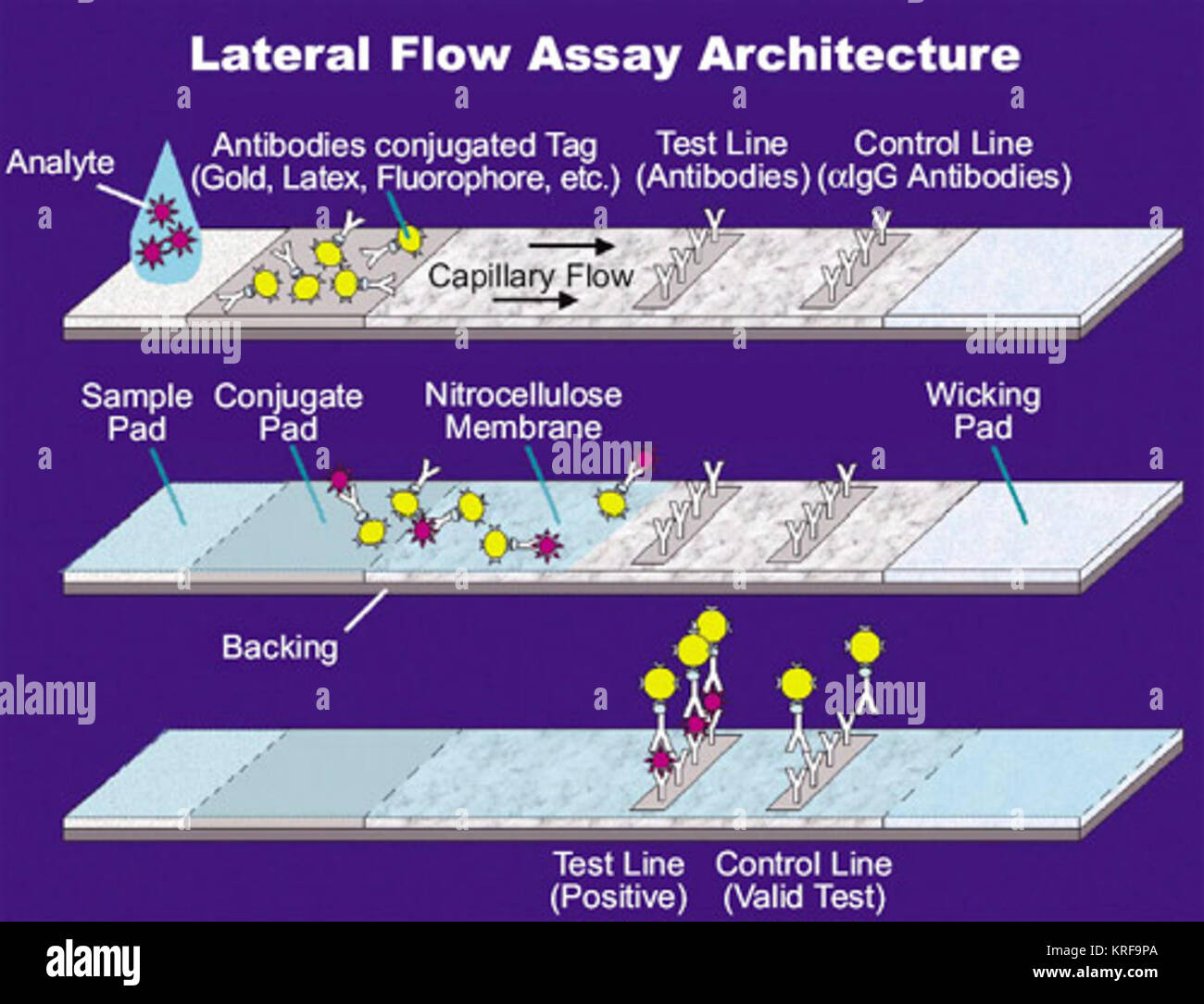 Lateral Flow Assay Stock Photo Alamy   Lateral Flow Assay KRF9PA 