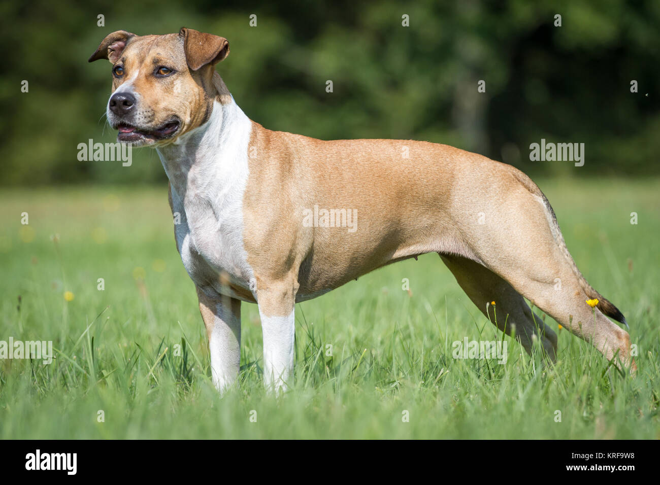 American Staffordshire Terrier female dog Stock Photo Alamy