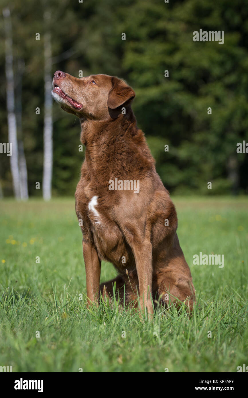 chesapeake bay retriever mix