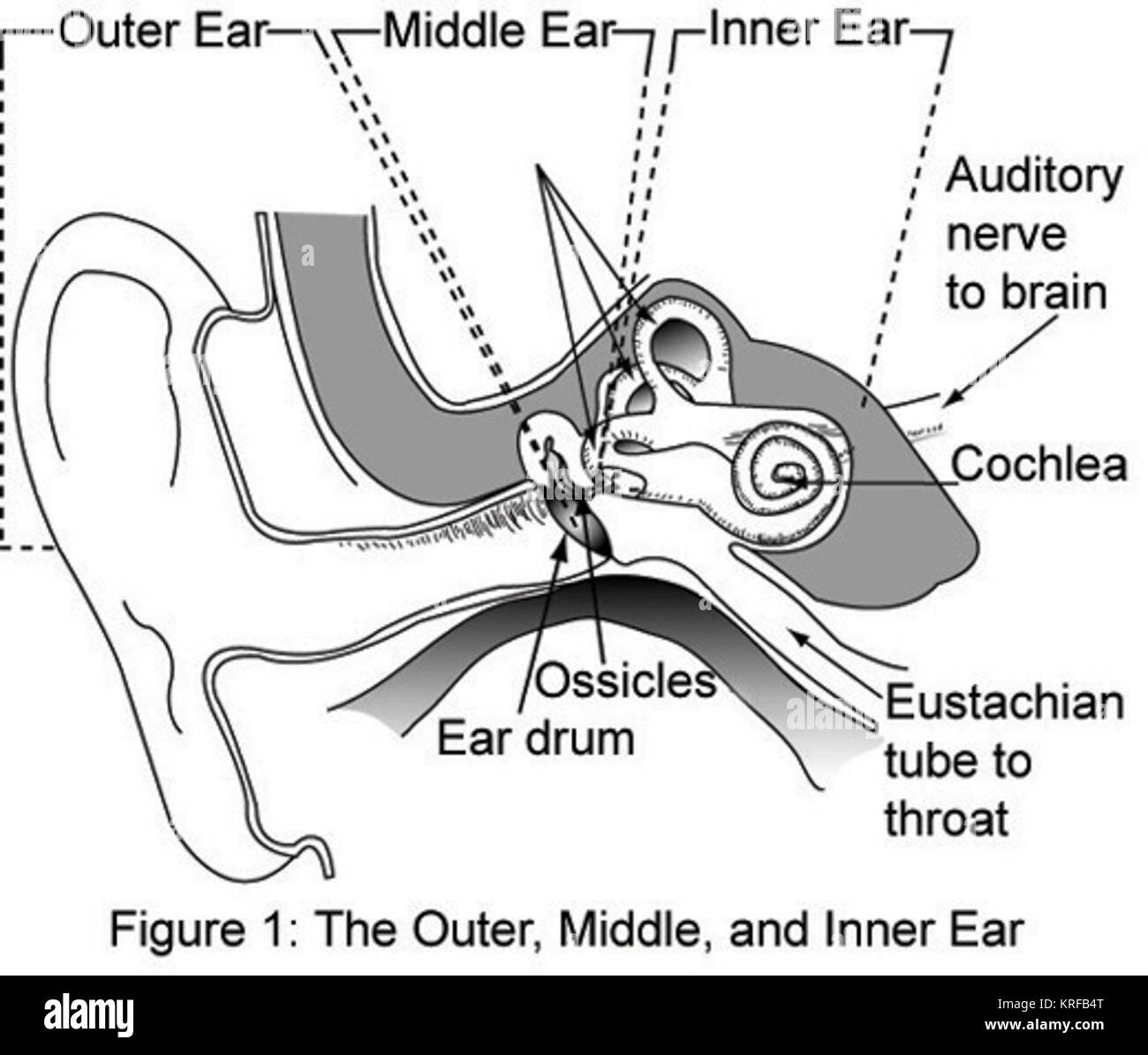 outer-middle-and-inner-ear-stock-photo-alamy