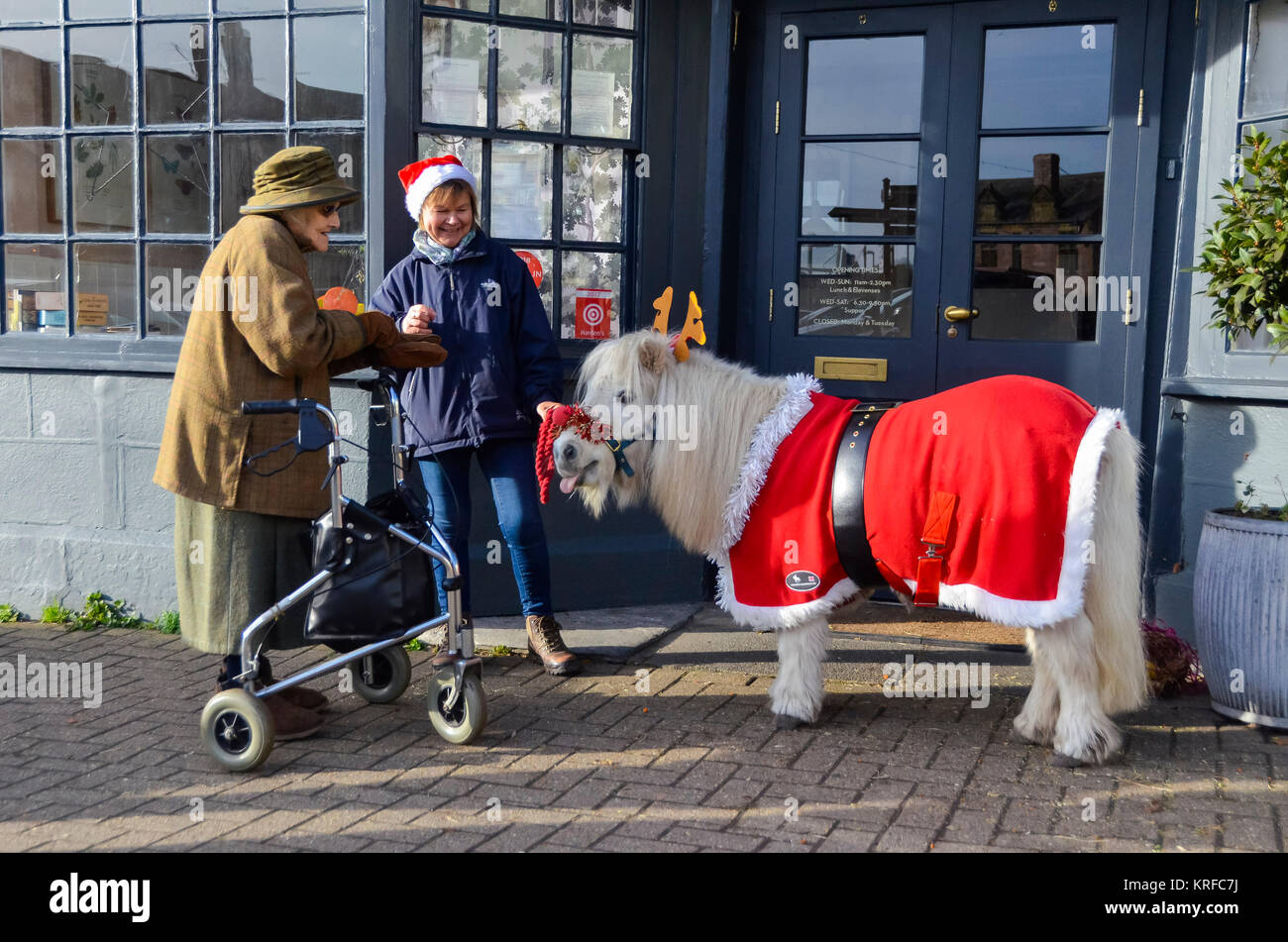 Beaminster, Dorset, UK.  19th December 2017.   A Ferne Animal Sanctuary Shetland pony at Beaminster in Dorset adorned in a festive Christmas costume to meet members of the public in an effort to raise funds for the sanctuary based in Chard, has a comical moment when it sticks its tongue out at a pensioner.  Picture Credit: Graham Hunt/Alamy Live News Stock Photo