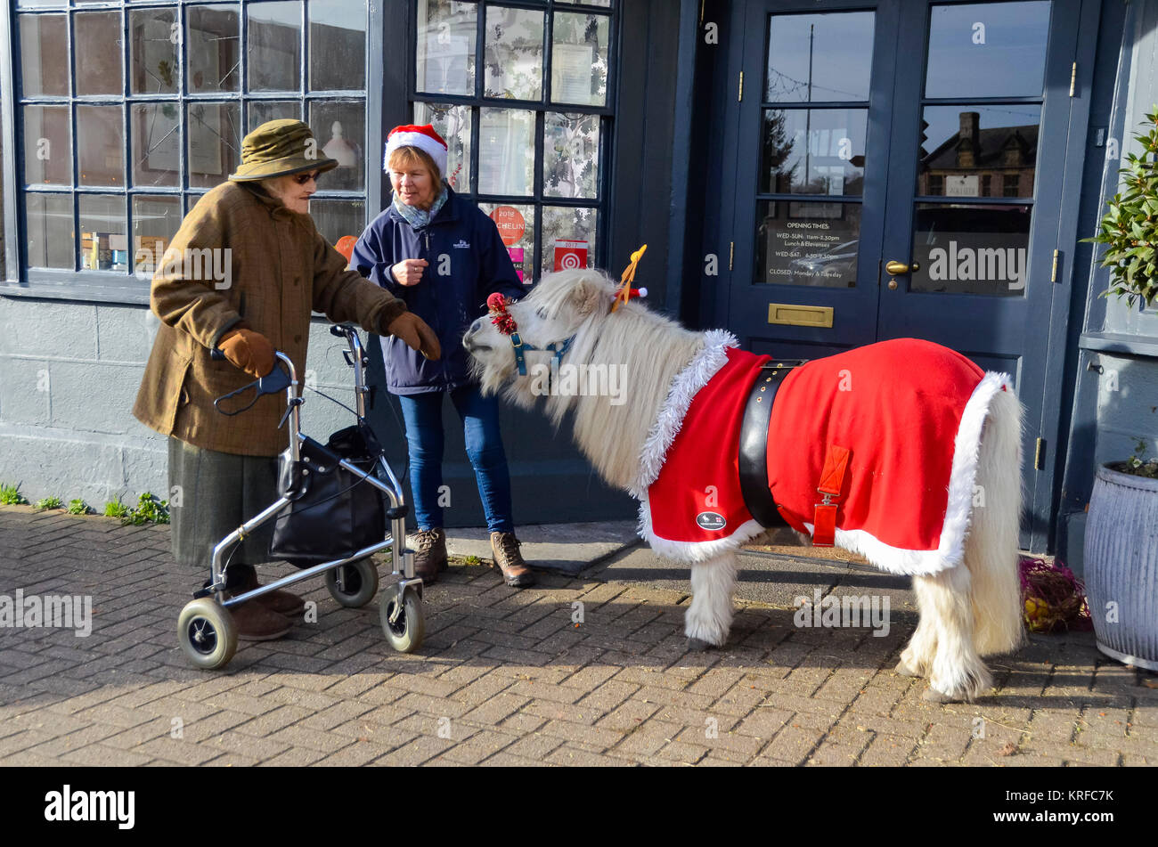Beaminster, Dorset, UK.  19th December 2017.   A Ferne Animal Sanctuary Shetland pony at Beaminster in Dorset adorned in a festive Christmas costume to meet members of the public in an effort to raise funds for the sanctuary based in Chard.  Picture Credit: Graham Hunt/Alamy Live News Stock Photo