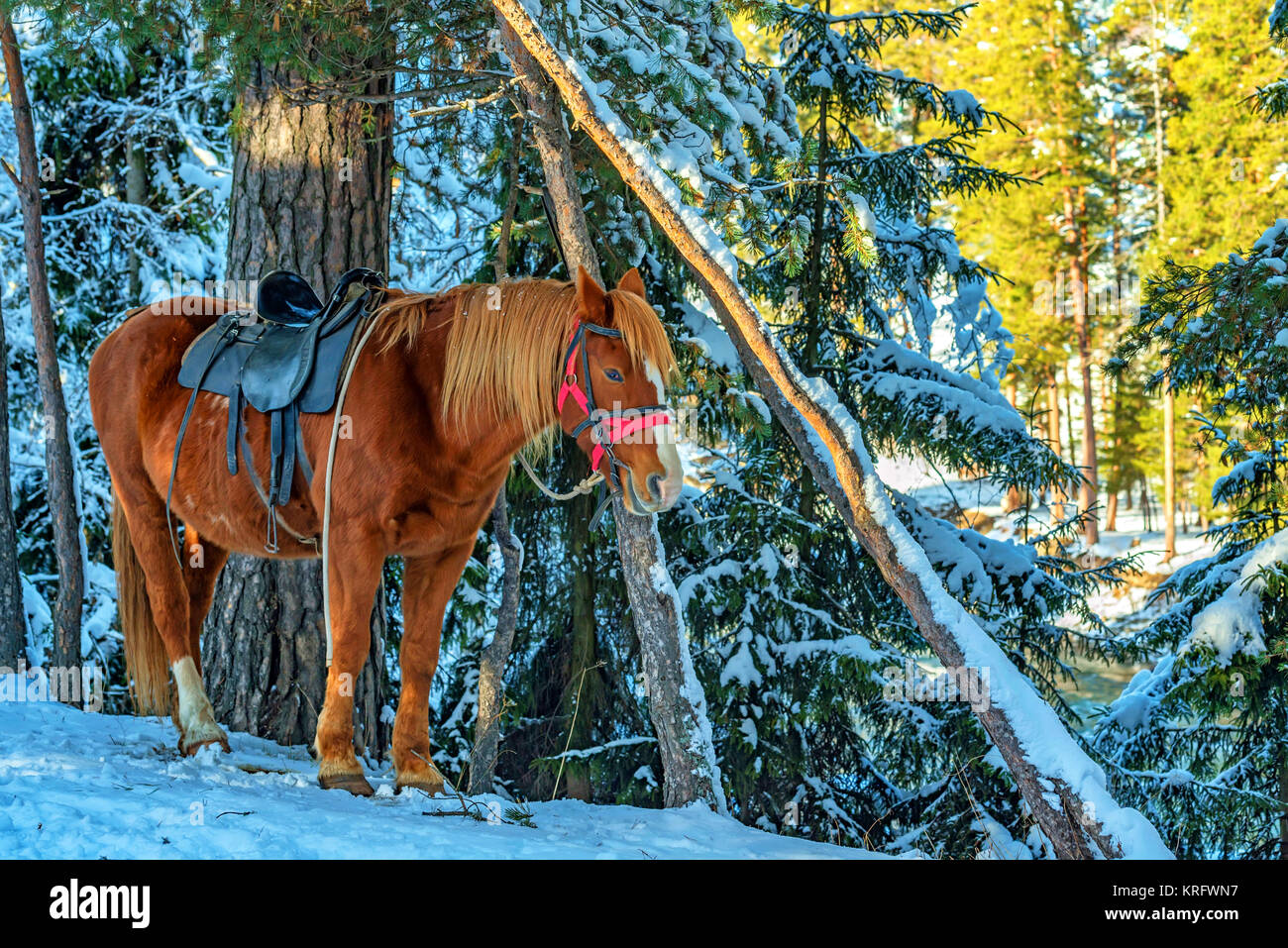 A horse equipped with a saddle in winter Stock Photo Alamy