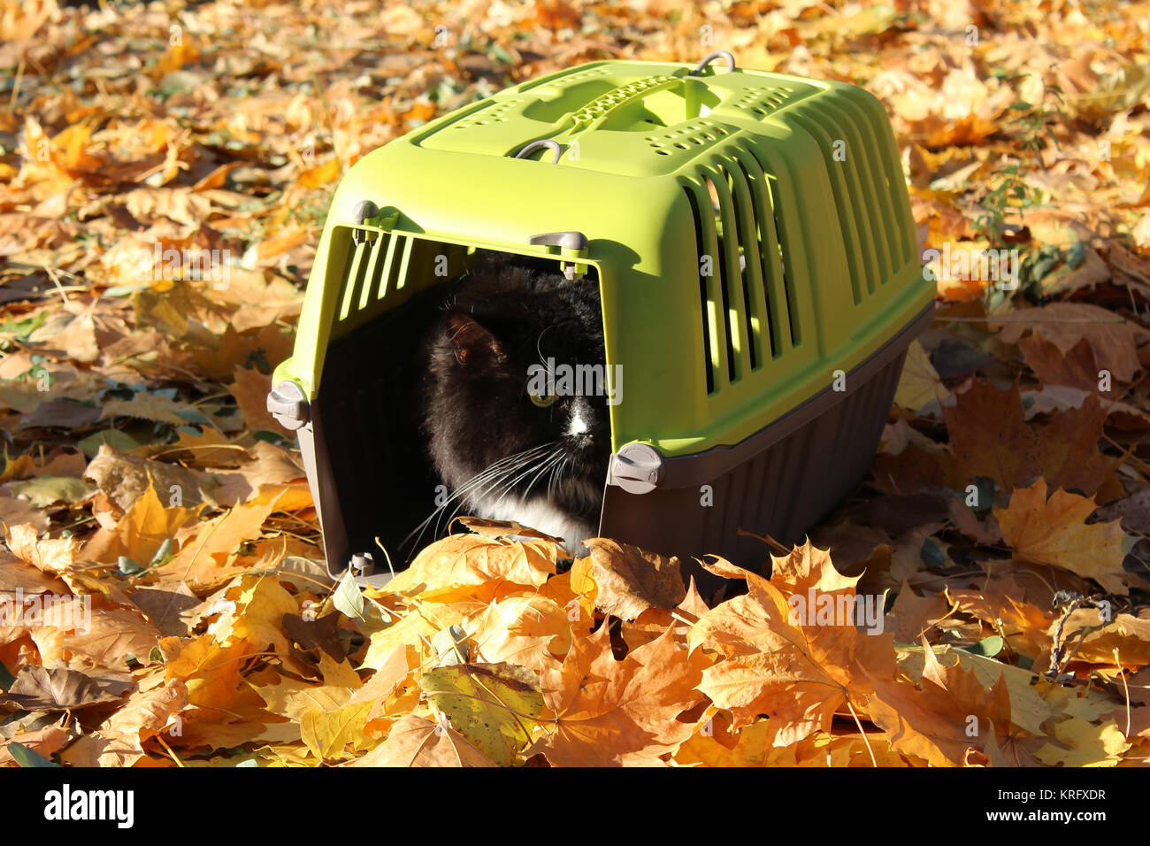 cat in cage in the Autumn park Stock Photo