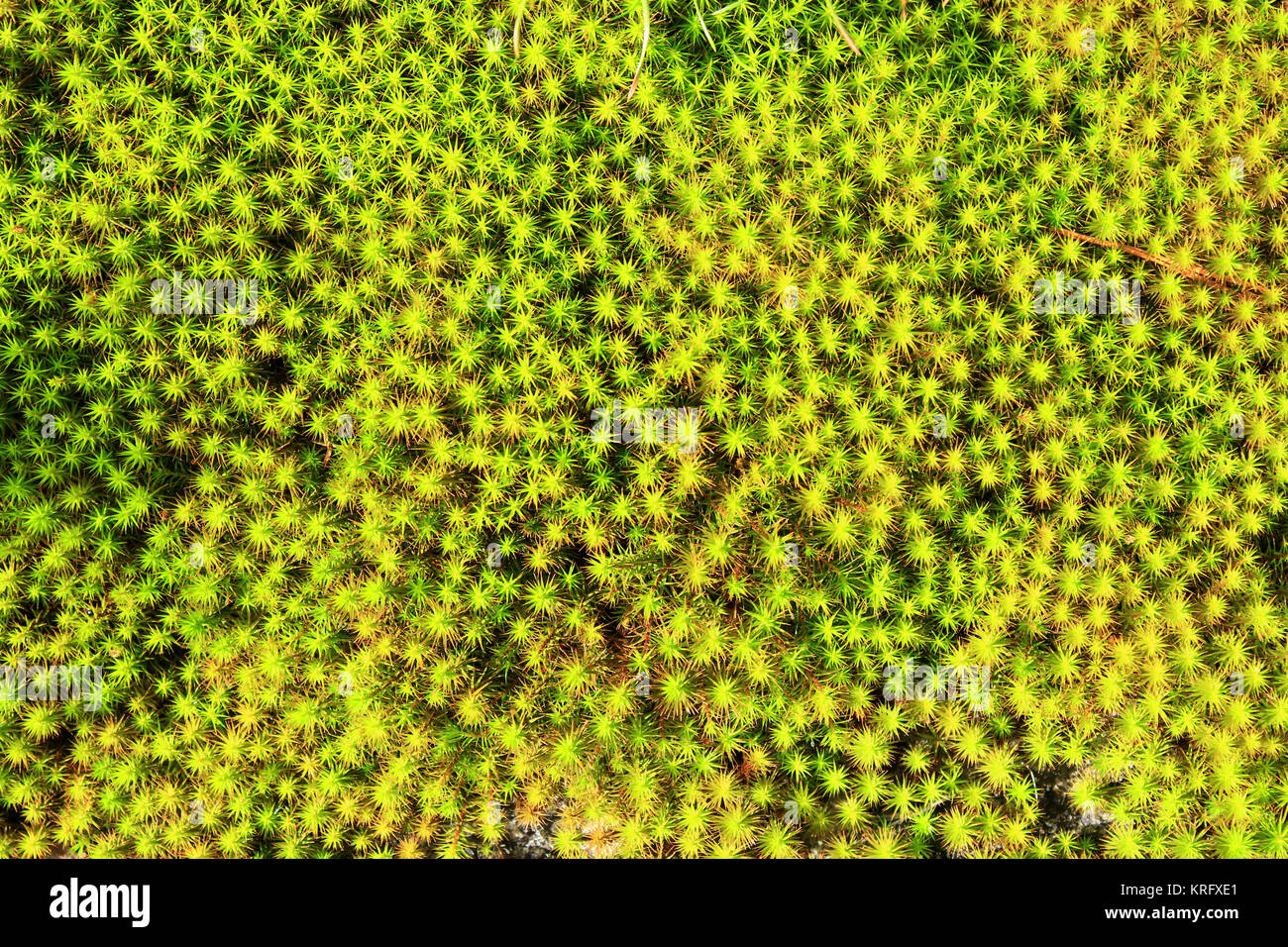 background of green moss Stock Photo - Alamy