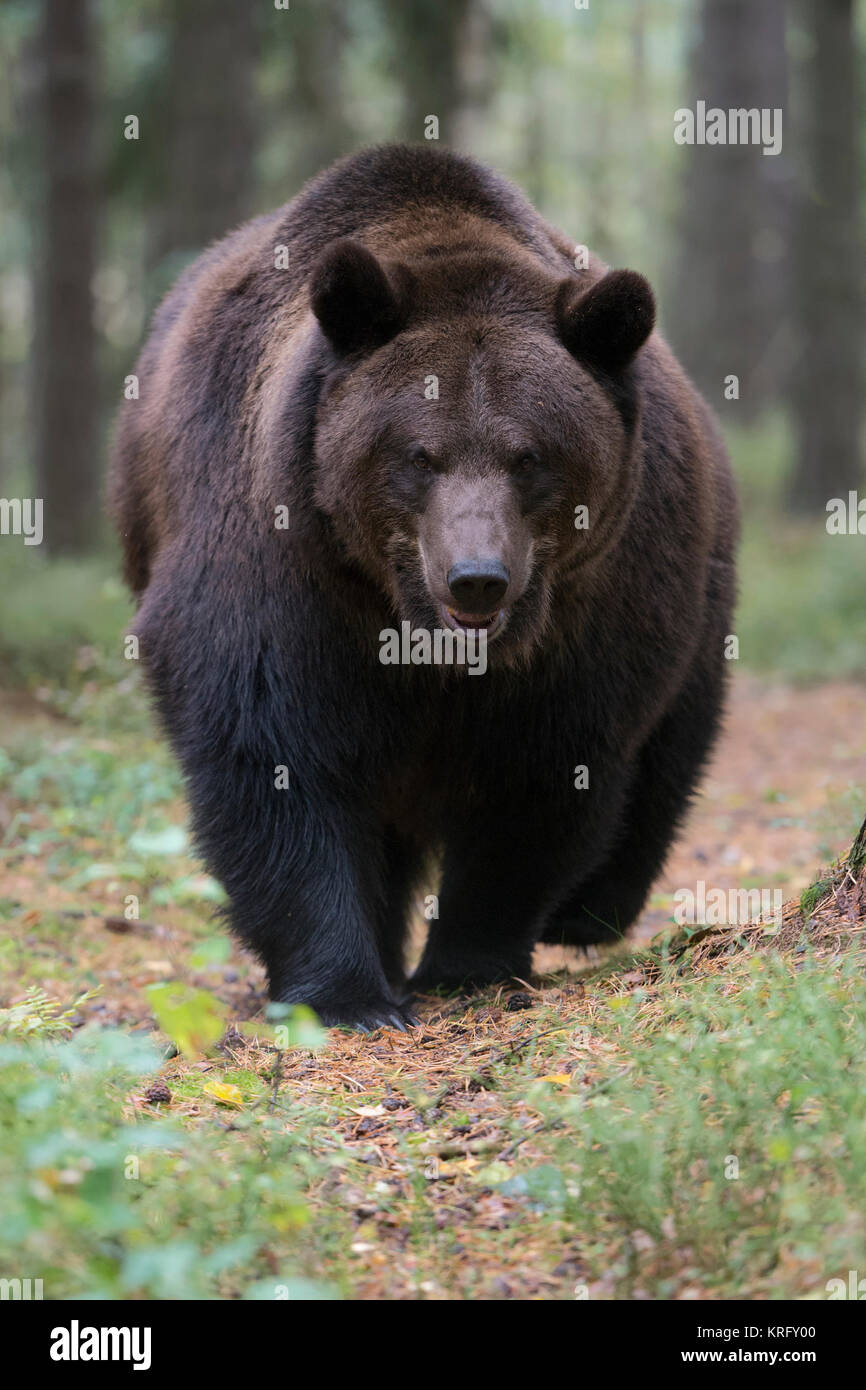 Brown Bear ( Ursus arctos ) walking along a small hiking path through ...