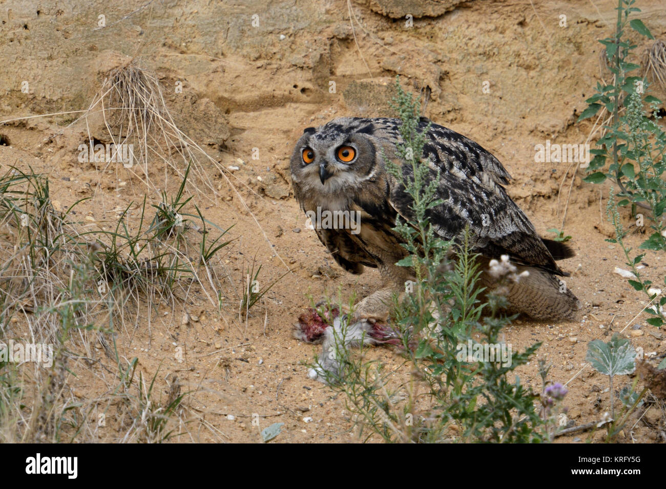 Eurasian Eagle Owl ( Bubo bubo ), perched in the slope of a sand pit, holding a piece of prey in its talons, watching seriously, wildlife, Europe. Stock Photo