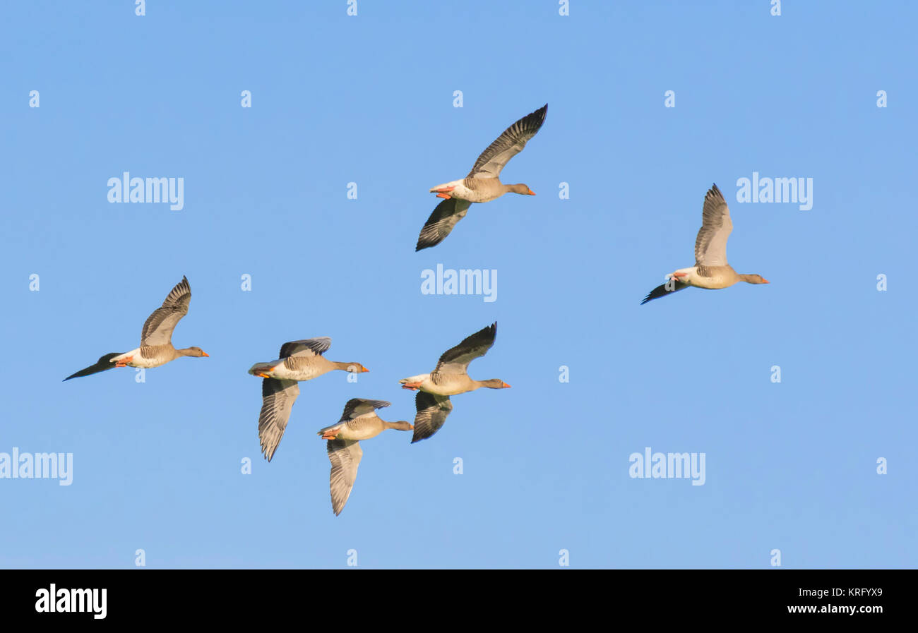 Skein of Geese flying against blue sky in Winter, in West Sussex, England, UK. Stock Photo