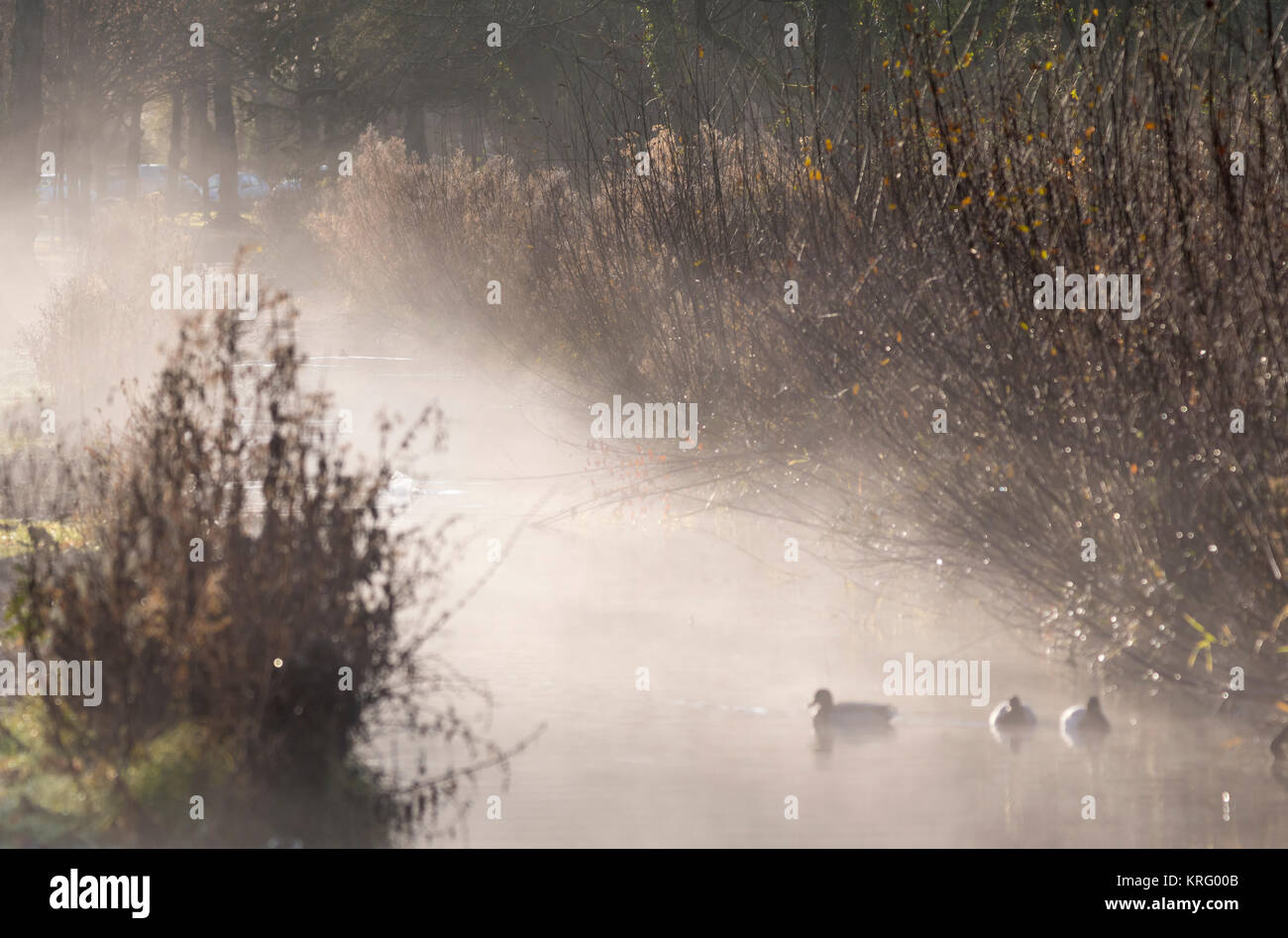 Mist rising from a stream as the morning sun warms the cold water, in Winter in the UK. Stock Photo