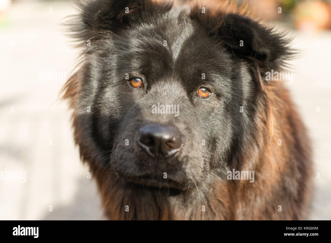 Chow Chow Dog Purebred Breed Metal Gate Stock Photo
