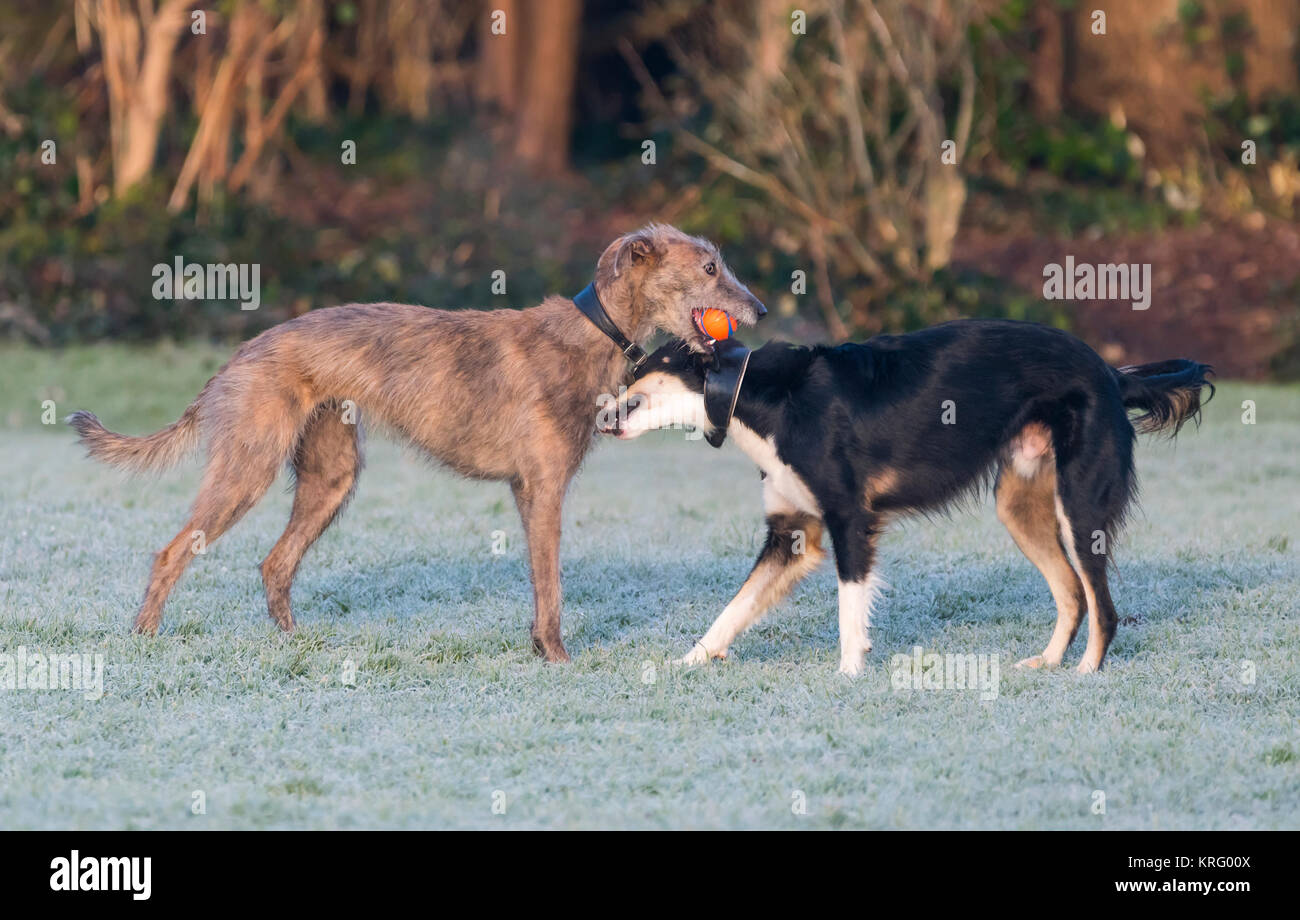 Pair of different breed dogs playing together with a ball on a cold frosty Winter's morning. Stock Photo