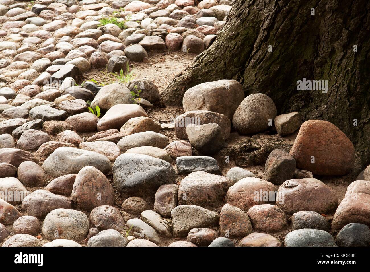 gravel road and a tree Stock Photo Alamy