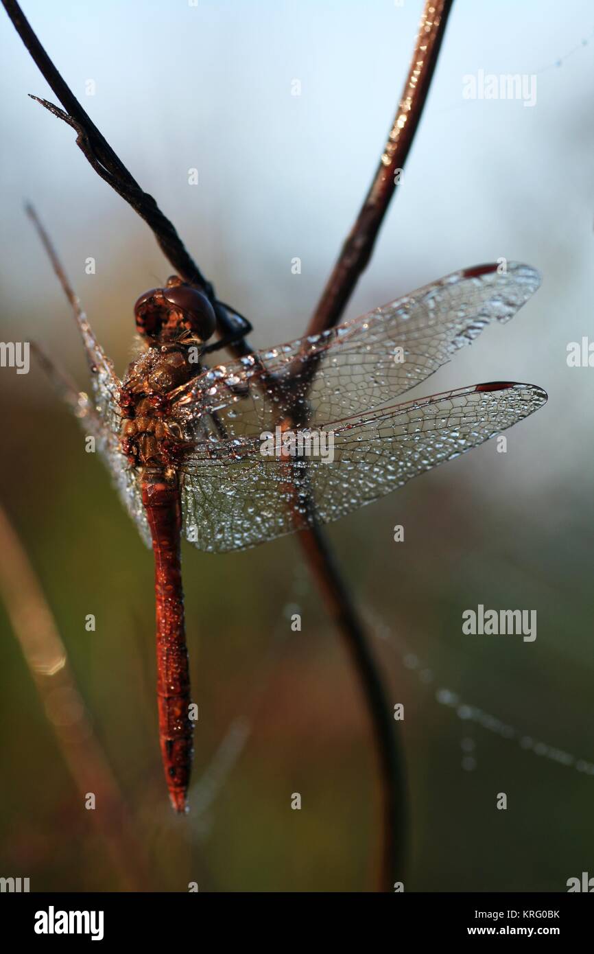 dragonfly entirely covered with dew Stock Photo - Alamy